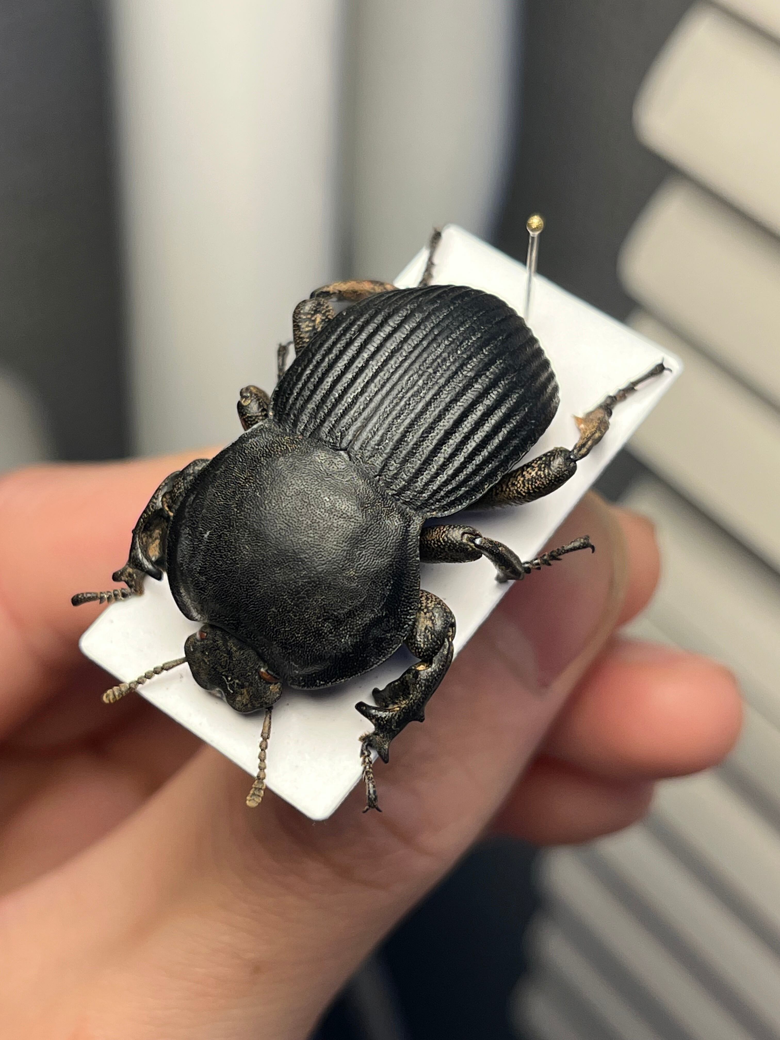 22mm】漆を塗ったかのような艶感が美しいエンマムシの一種 ボツワナ産