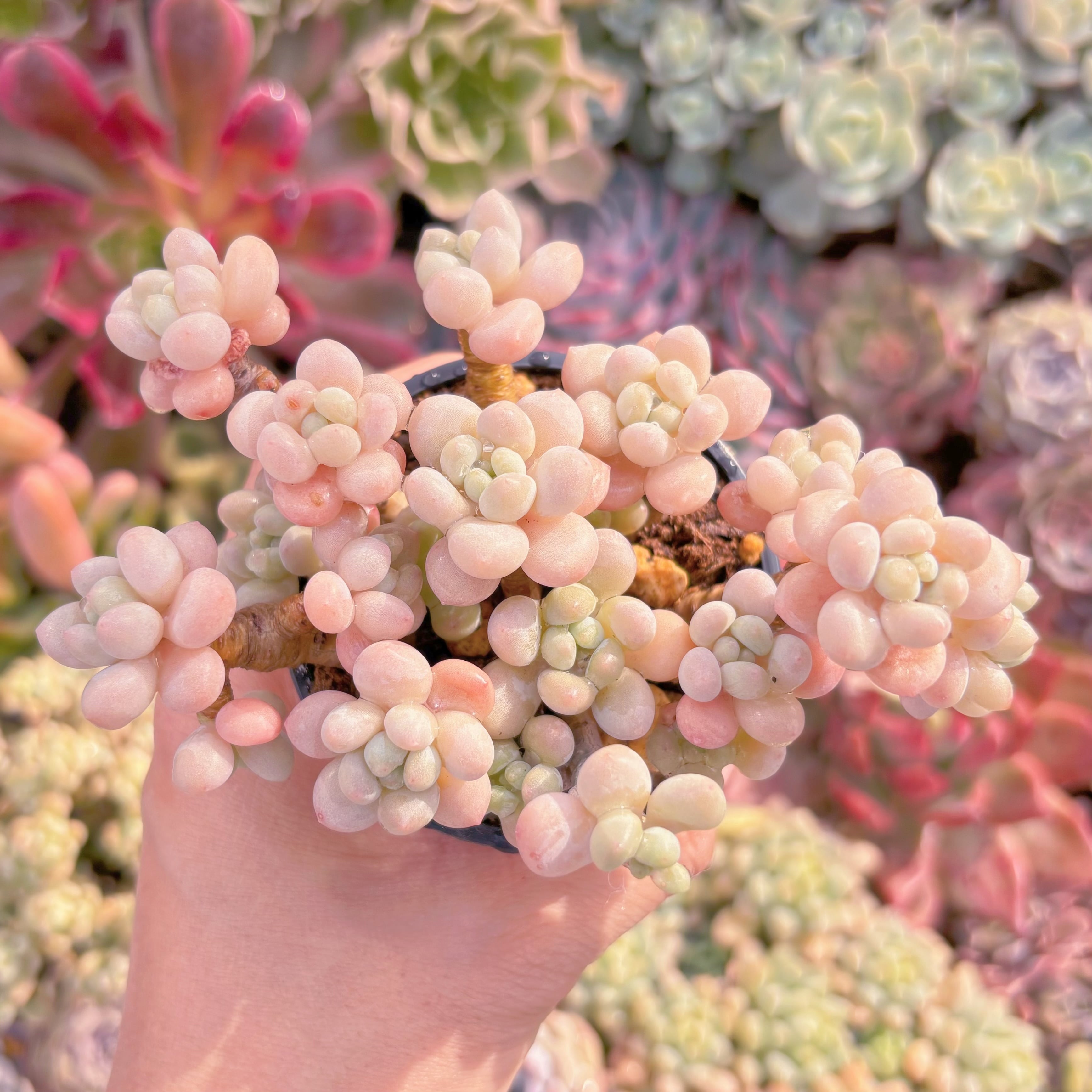 現品　丸葉ストロベリーミルク#610　群生　るる農園