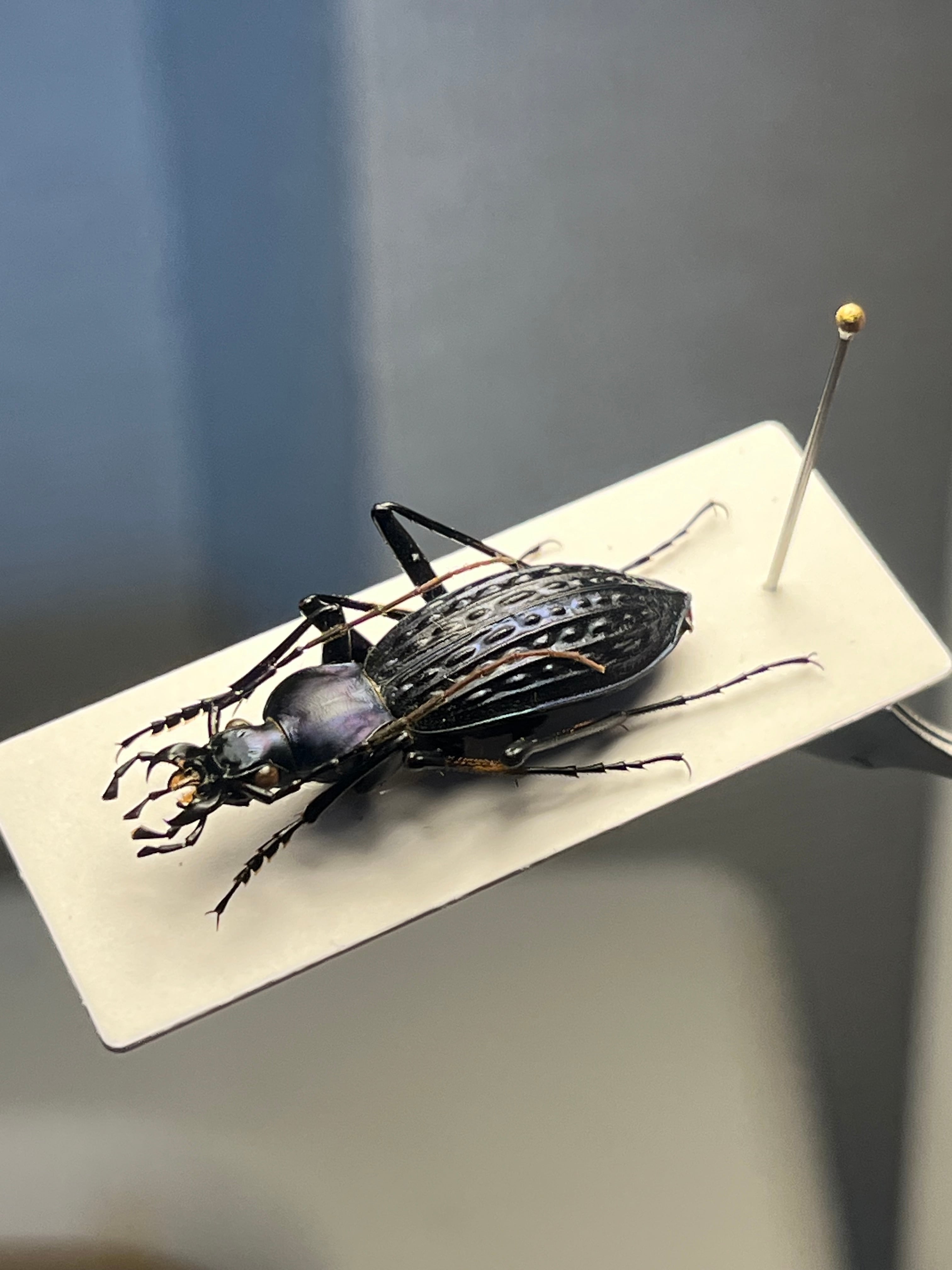 【36mm】ツチハンミョウ モロッコ産 オサムシマイマイカブリ 昆虫標本 36mm】ツチハンミョウ モロッコ産 オサムシマイマイカブリ 昆虫標本