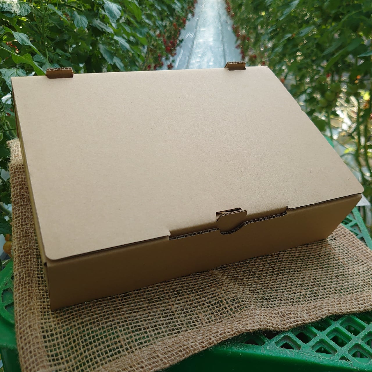 中玉トマト＿3袋入り／SATOFARM（静岡県三島市） | satofarm