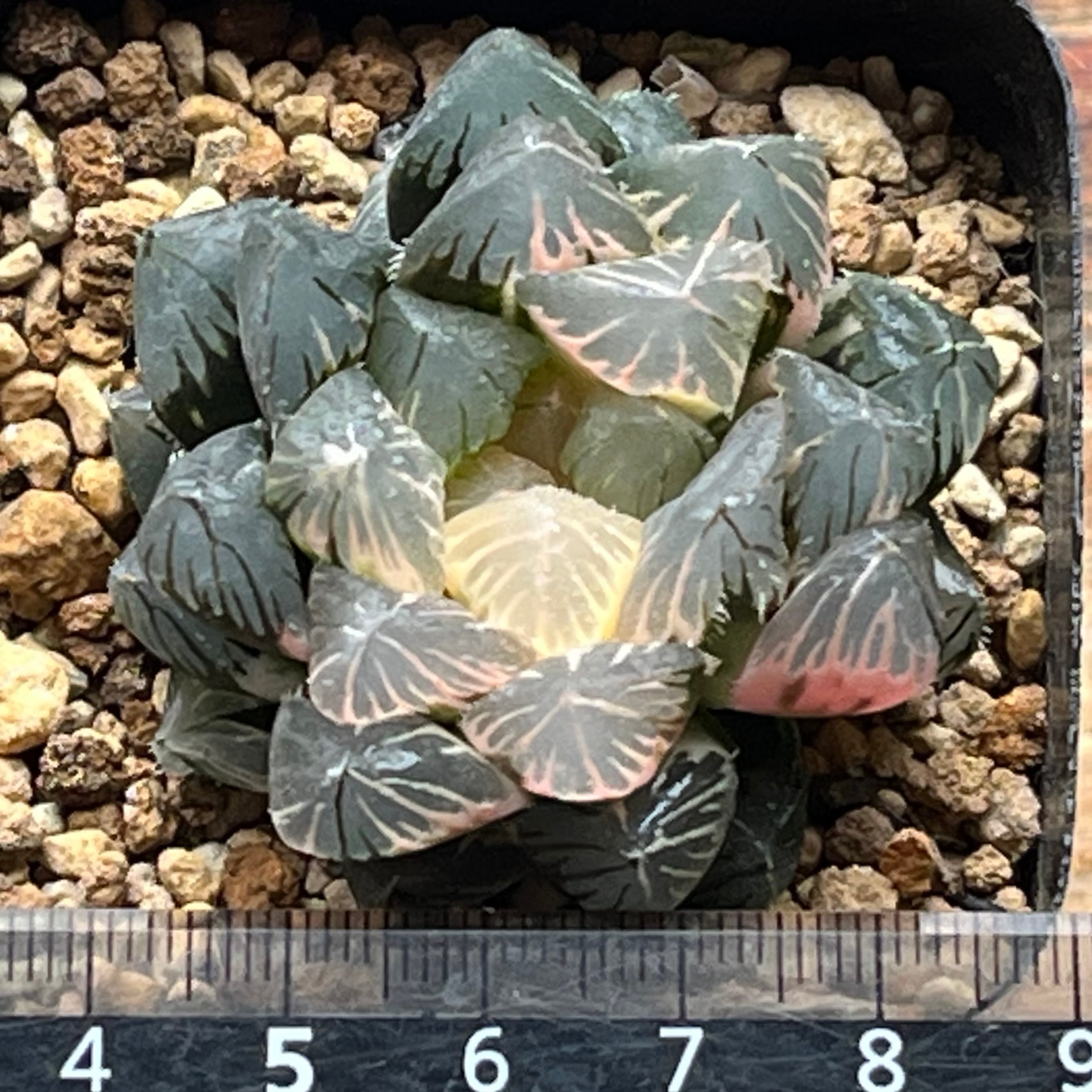 ハオルチア 竜爪 オブツーサ錦① | mocono_plants