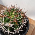 Gymnocalycium hybopleurum v. ferocior【ギムノカリキウム・フェロシオール】