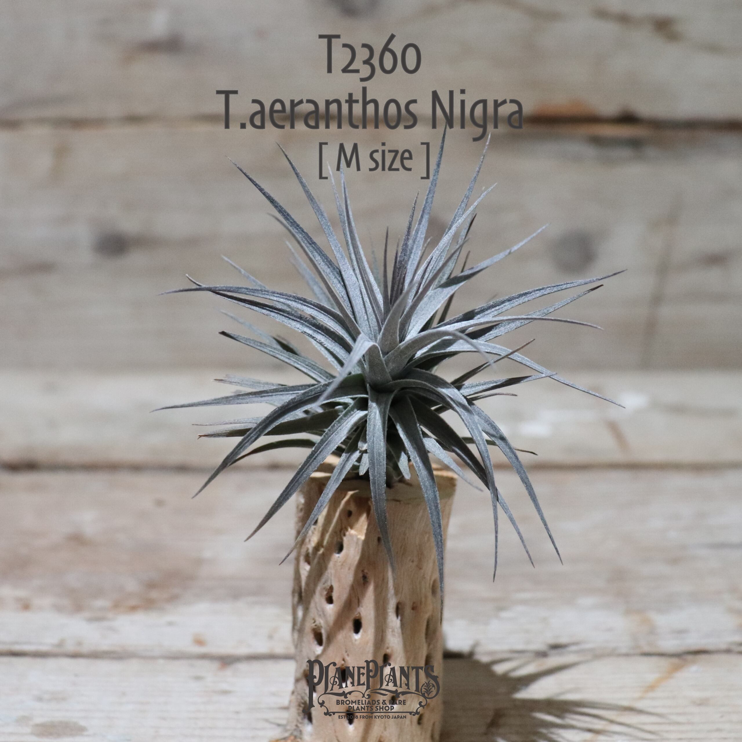 【送料無料】aeranthos Nigra M〔エアプランツ〕現品発送T2360