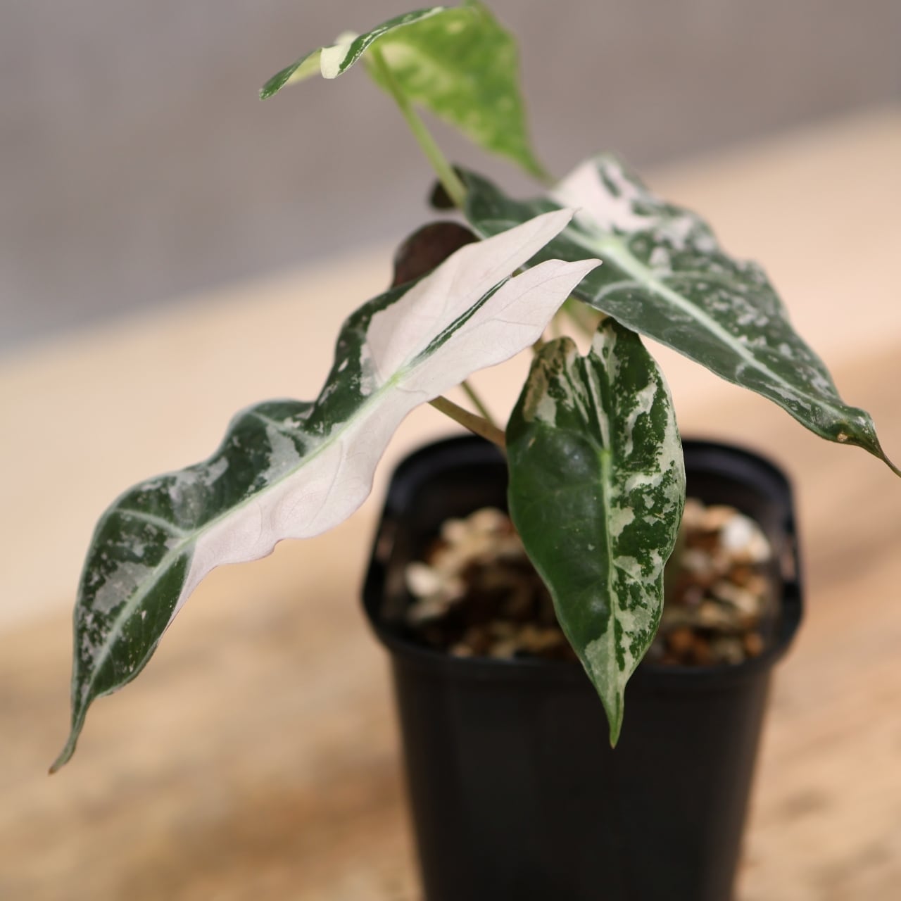 332 雪の結晶をまとう『アロカシア 5 Alocasia polly Snowflake