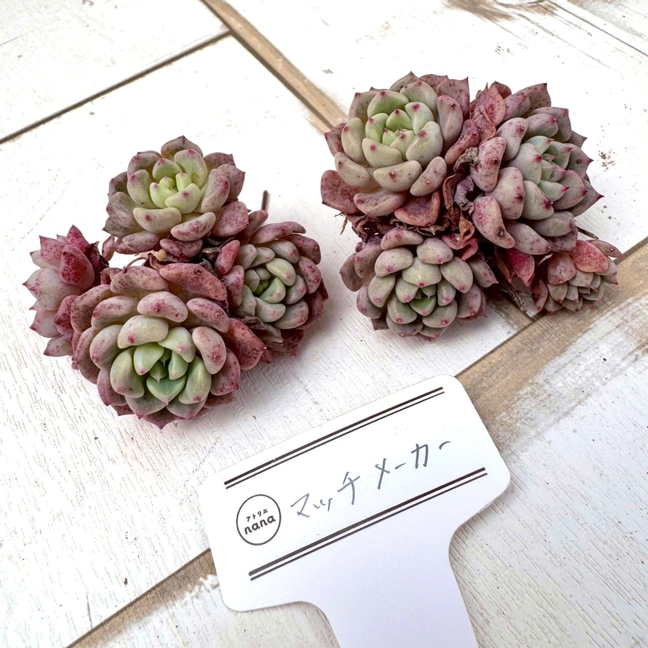 Top【選抜株】多肉植物　26227マッチメーカー　270個　鉢無し/脱土 輸入苗】マッチメーカー｜群生｜多肉植物,寄せ植え,おしゃれ,かわいい
