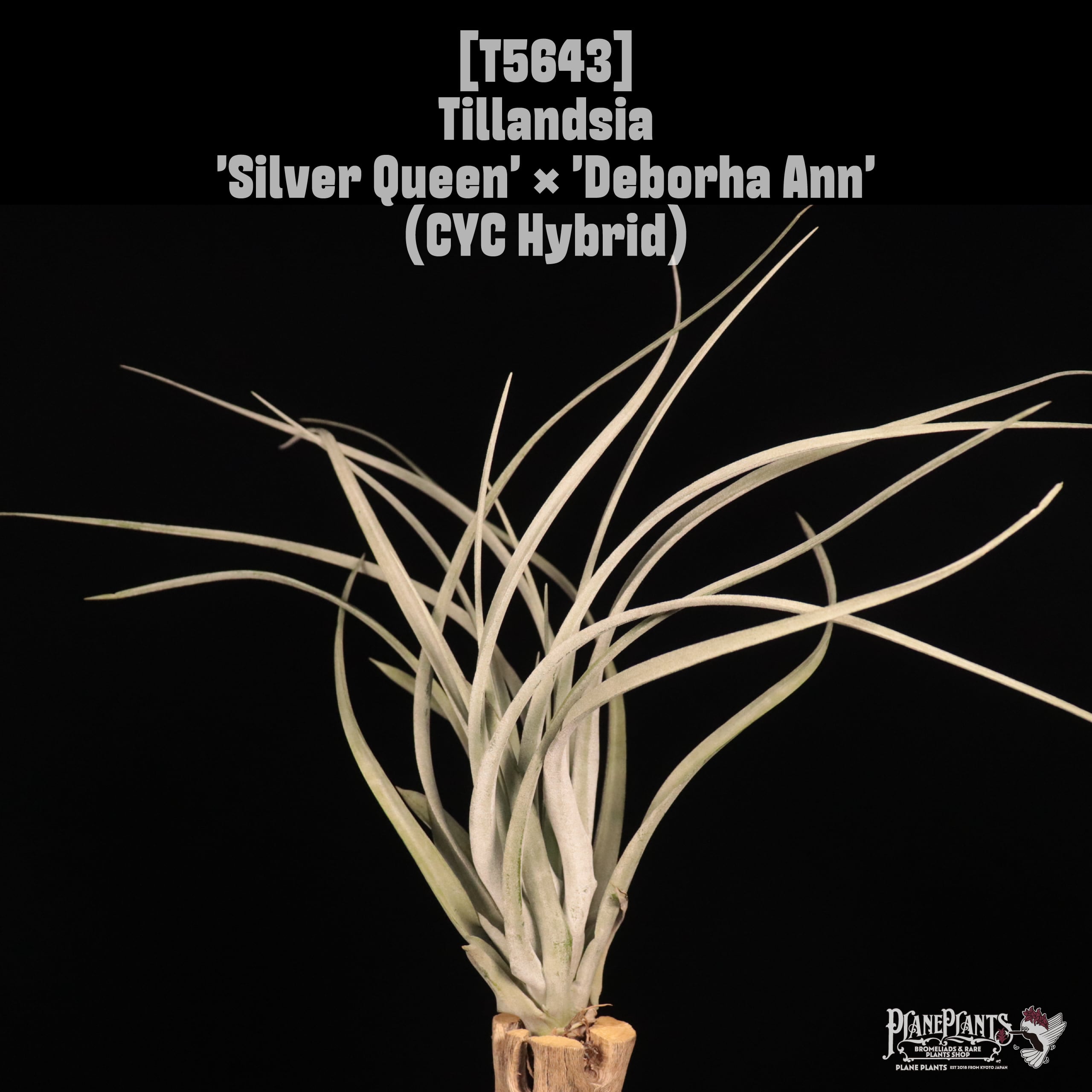 □ IN STOCK [販売中商品] | plane plants