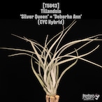 【送料無料】'Silver Queen' × 'Deborha Ann'〔エアプランツ〕現品発送T5643