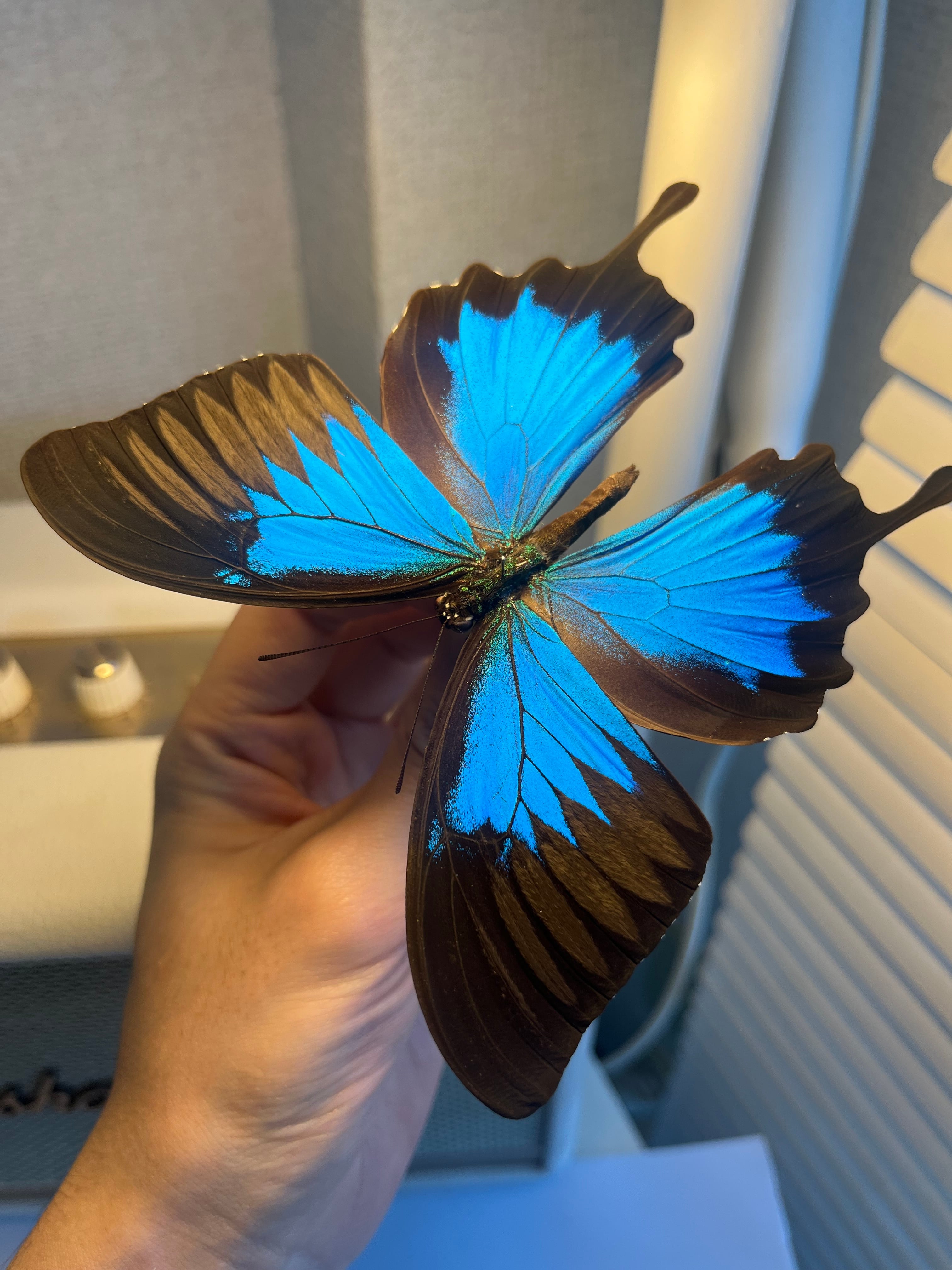 オオルリアゲハ Achillides ulysses 標本 蝶 外国産蝶標本 モルフォ