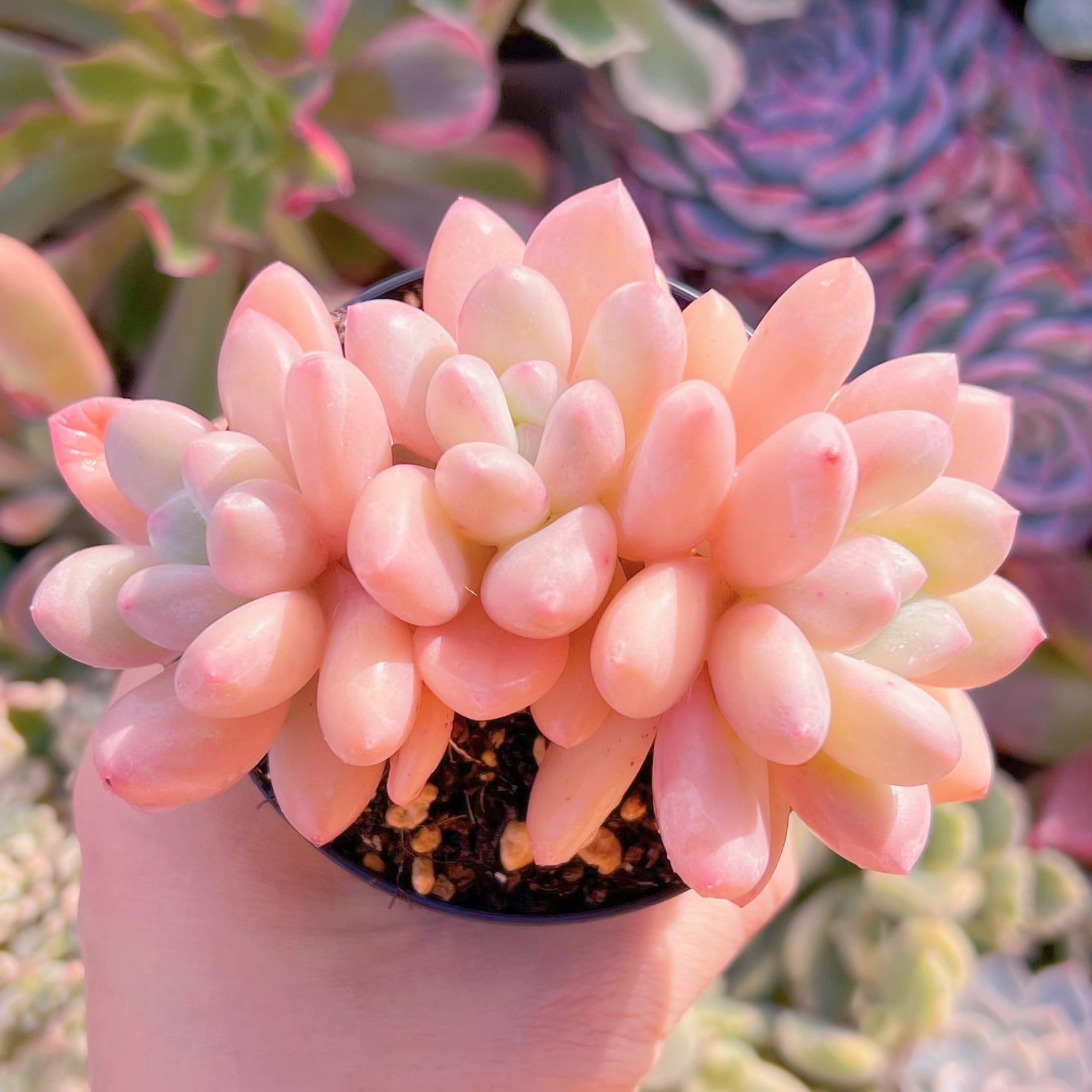 多肉植物　ベビースイート　3頭群生　新入荷　るる農園