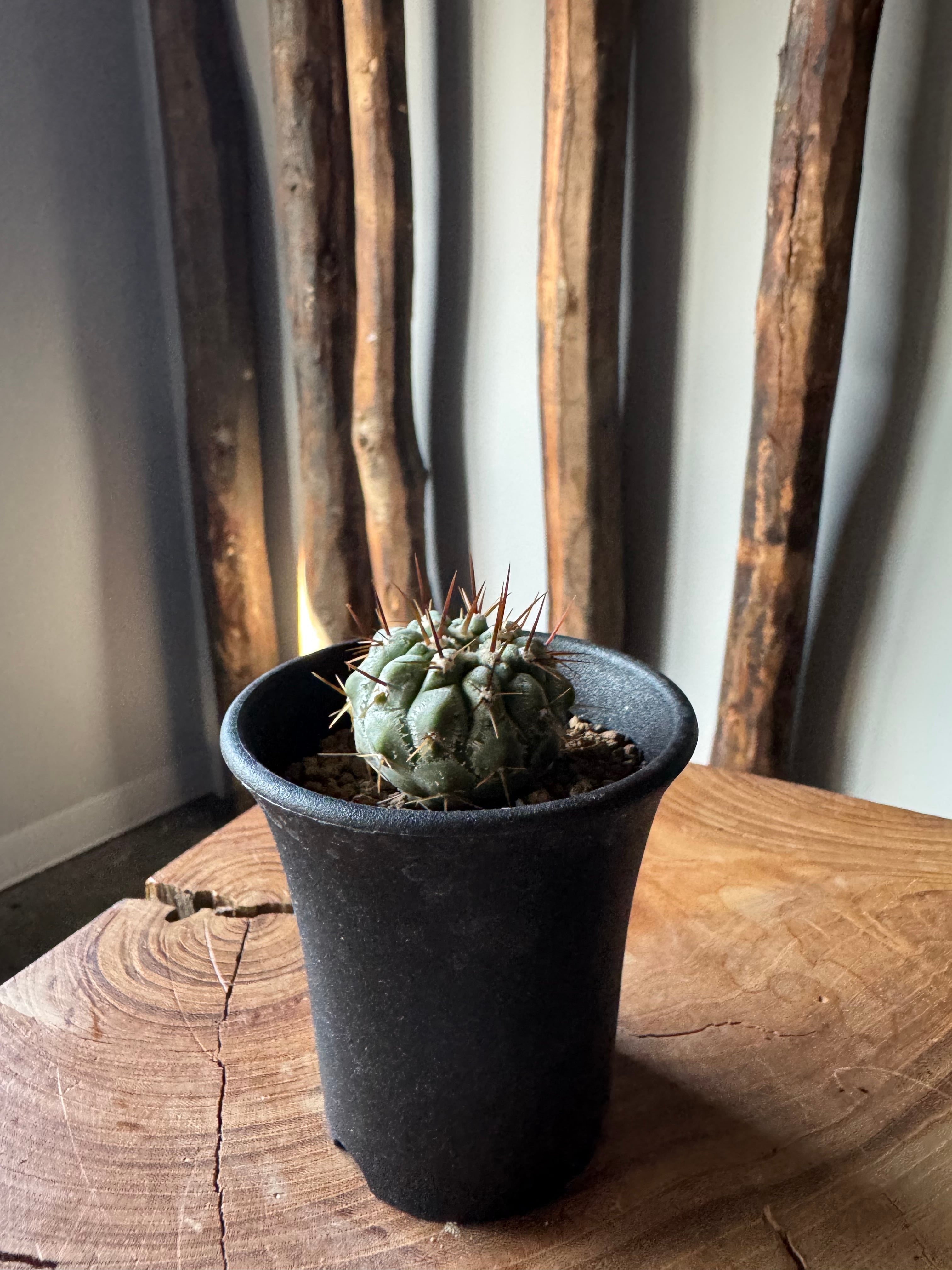 新着】Copiapoa cinerea var. columna-alba【俺の孤竜丸】コピアポア