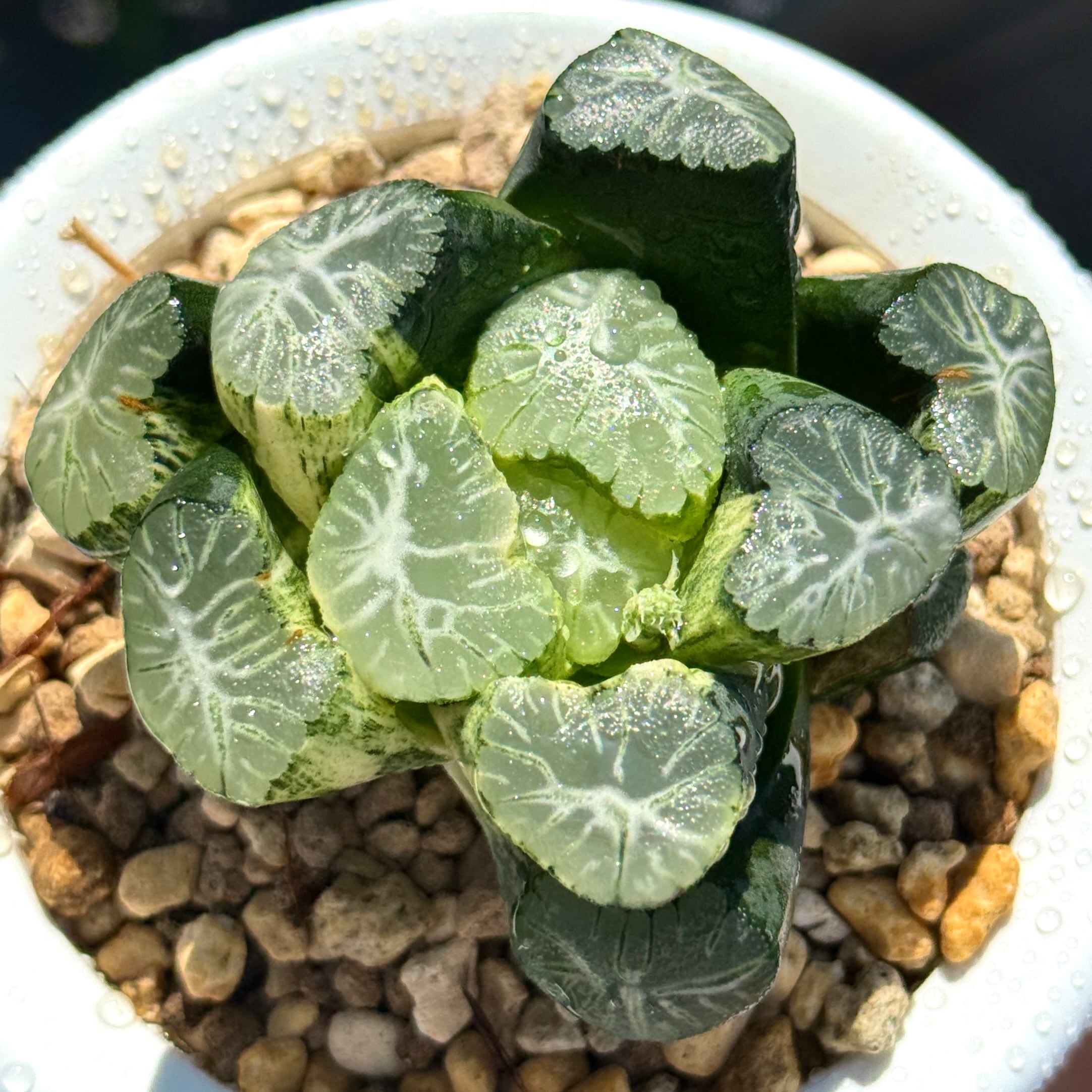 P willinckii cv. White Knight【artPLANTs】ビカクシダ/Platycerium