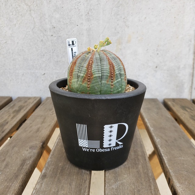 【木質化タイプ】 オス株 Euphorbia obesa ユーフォルビア オベサ