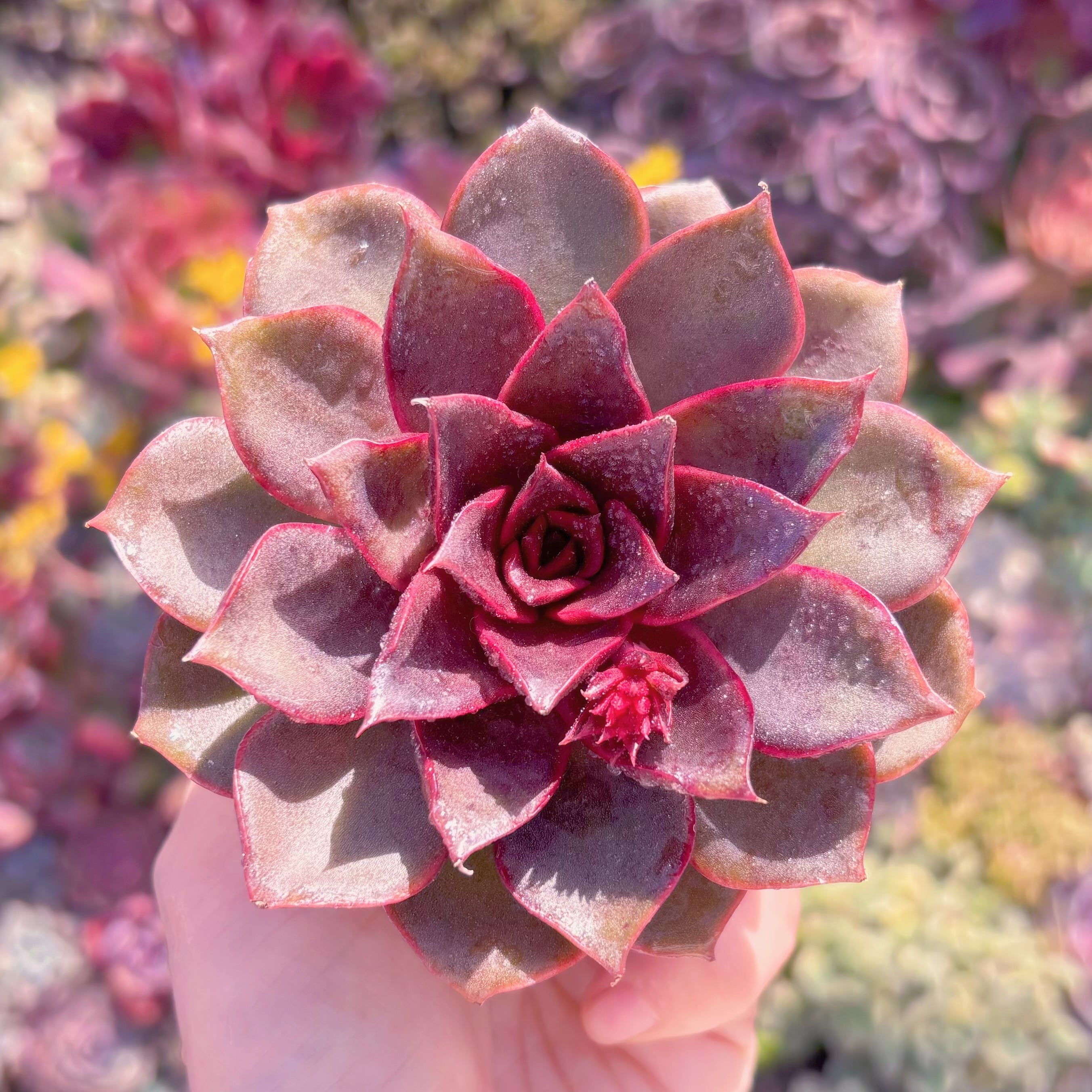 多肉植物　烈焔の薔薇　新入荷　るる農園