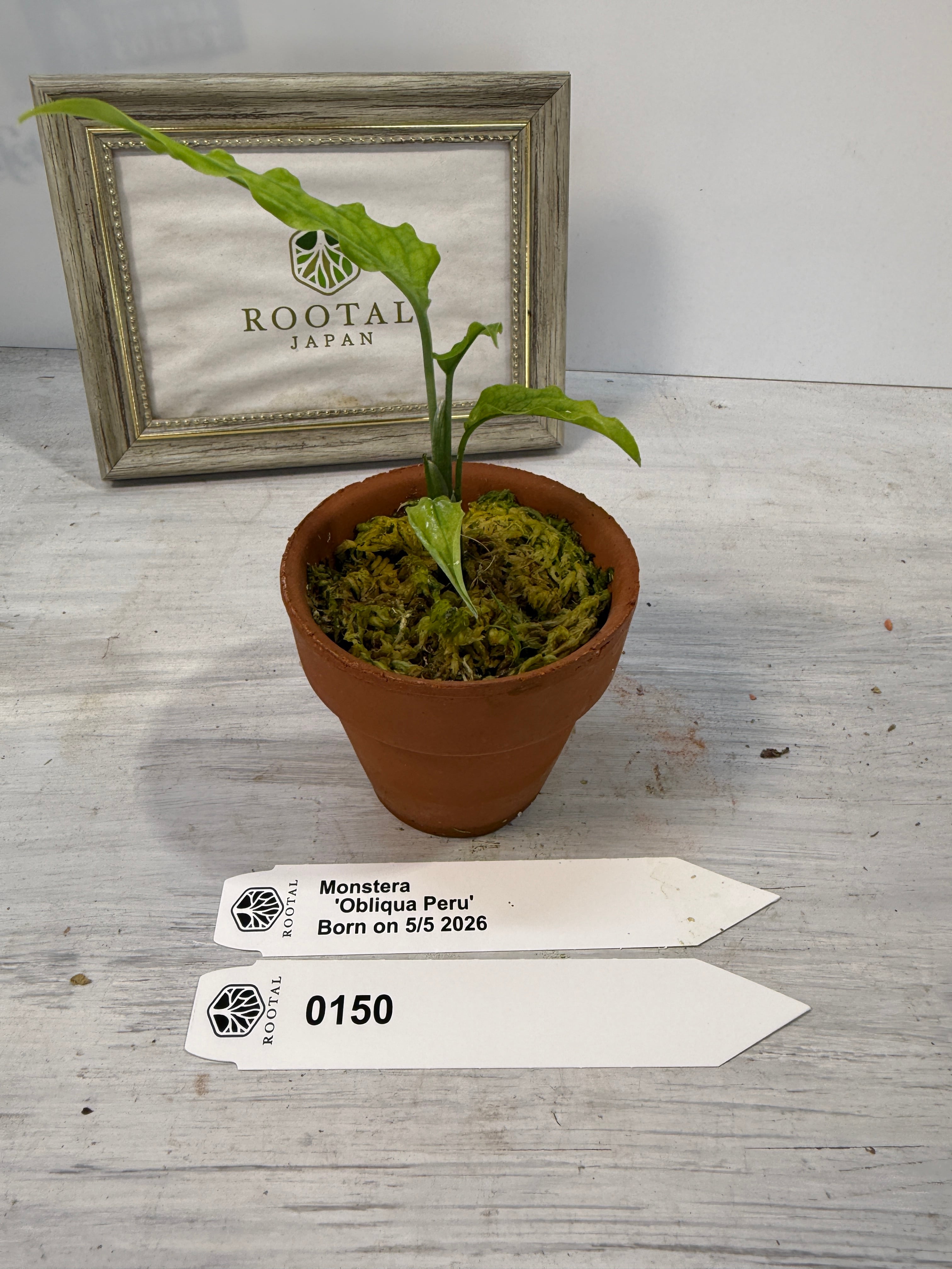 モンステラ | ROOTALPLANTS