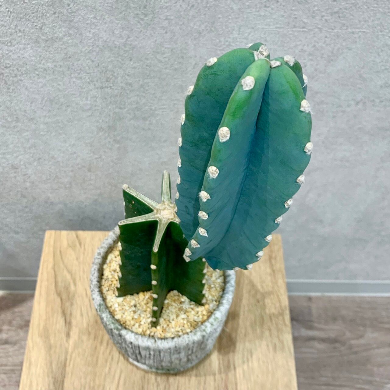 キメンカク・ブランチ　WILD style キメンカク・ブランチ WILD style no5