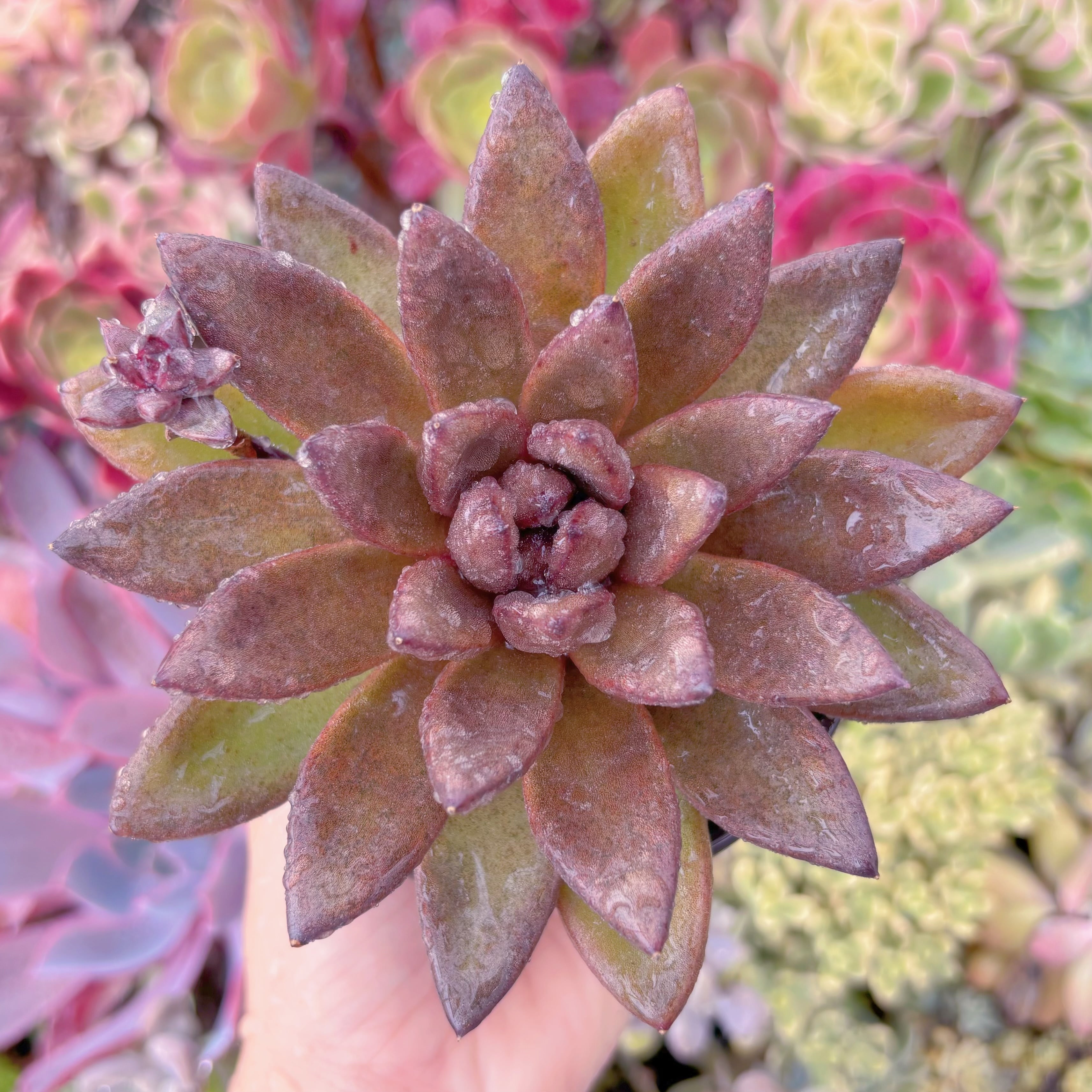 現品　パープルローズ#644　大苗　るる農園