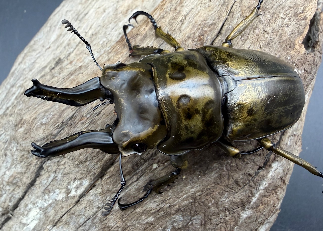 【F0】《ローゼンベルグオウゴンオニクワガタ 68.5mm ペア》