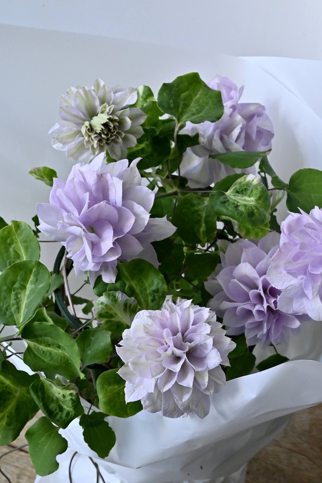 Mother's Day　八重咲きクレマチス鉢植え【ゆいか】