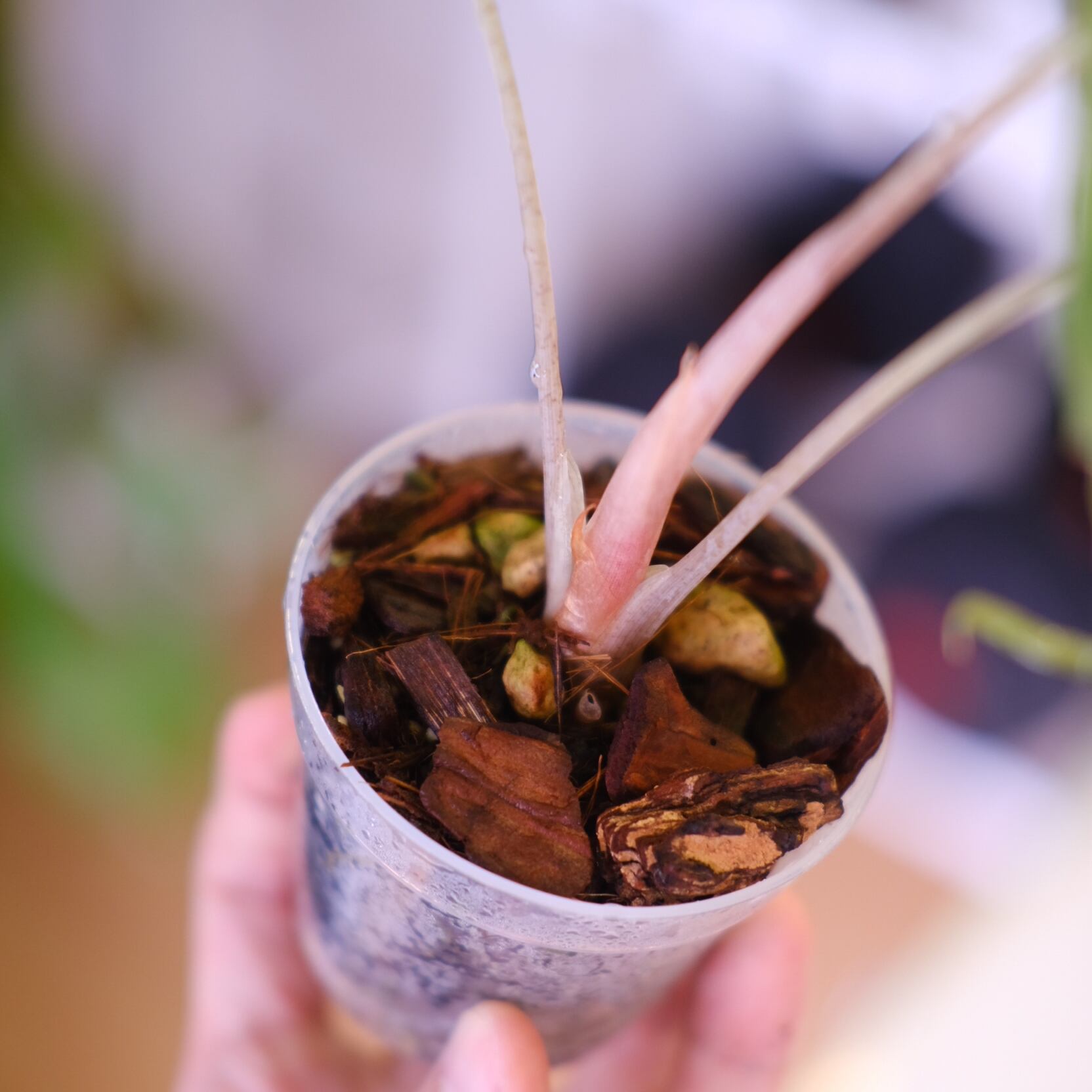Alocasia 'Venom'│アロカシア・ヴェノム│観葉植物 | tokyoplants