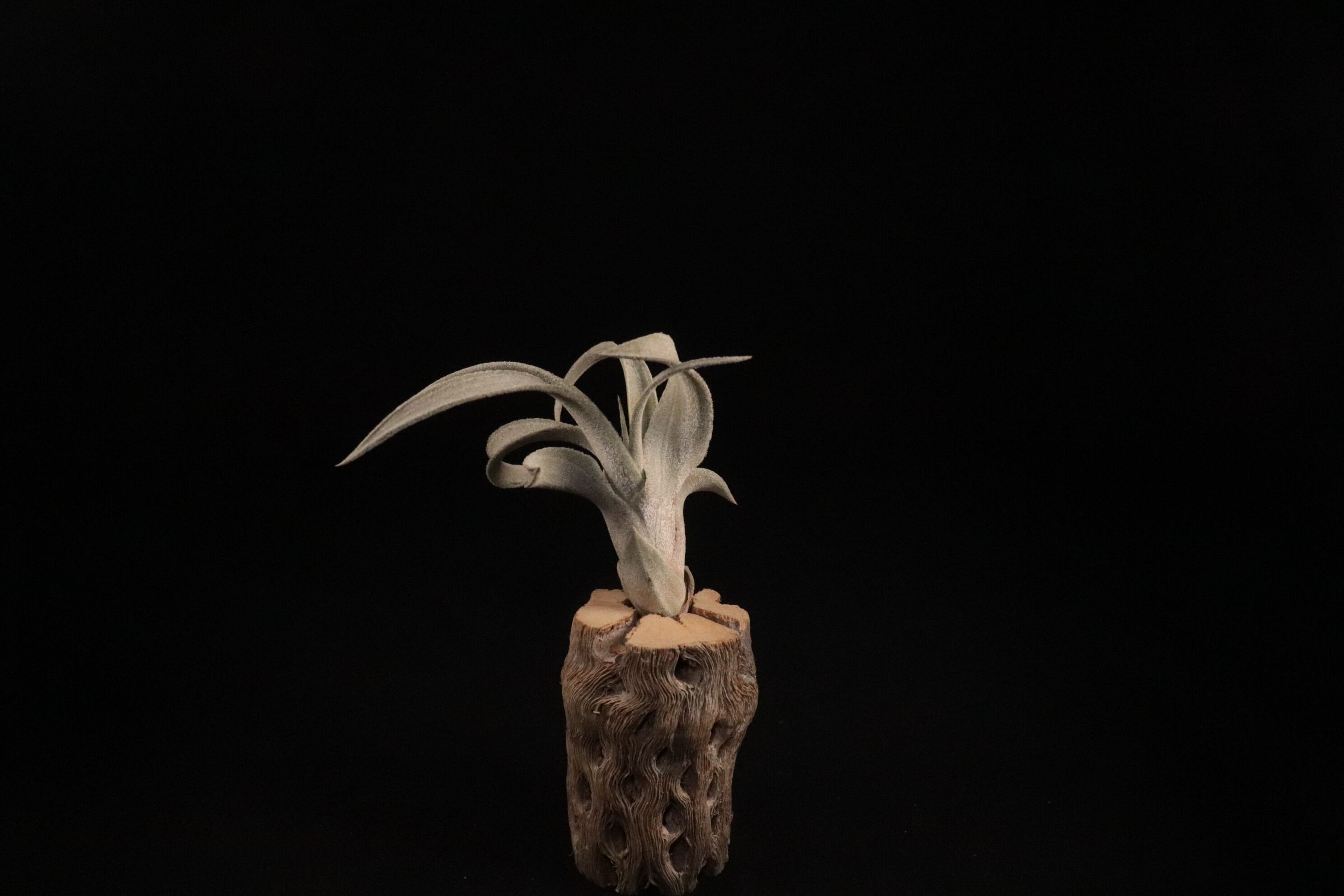 Tillandsia Bea Correale 速達発送 f5c251a48df6baa026d807fc0917aa