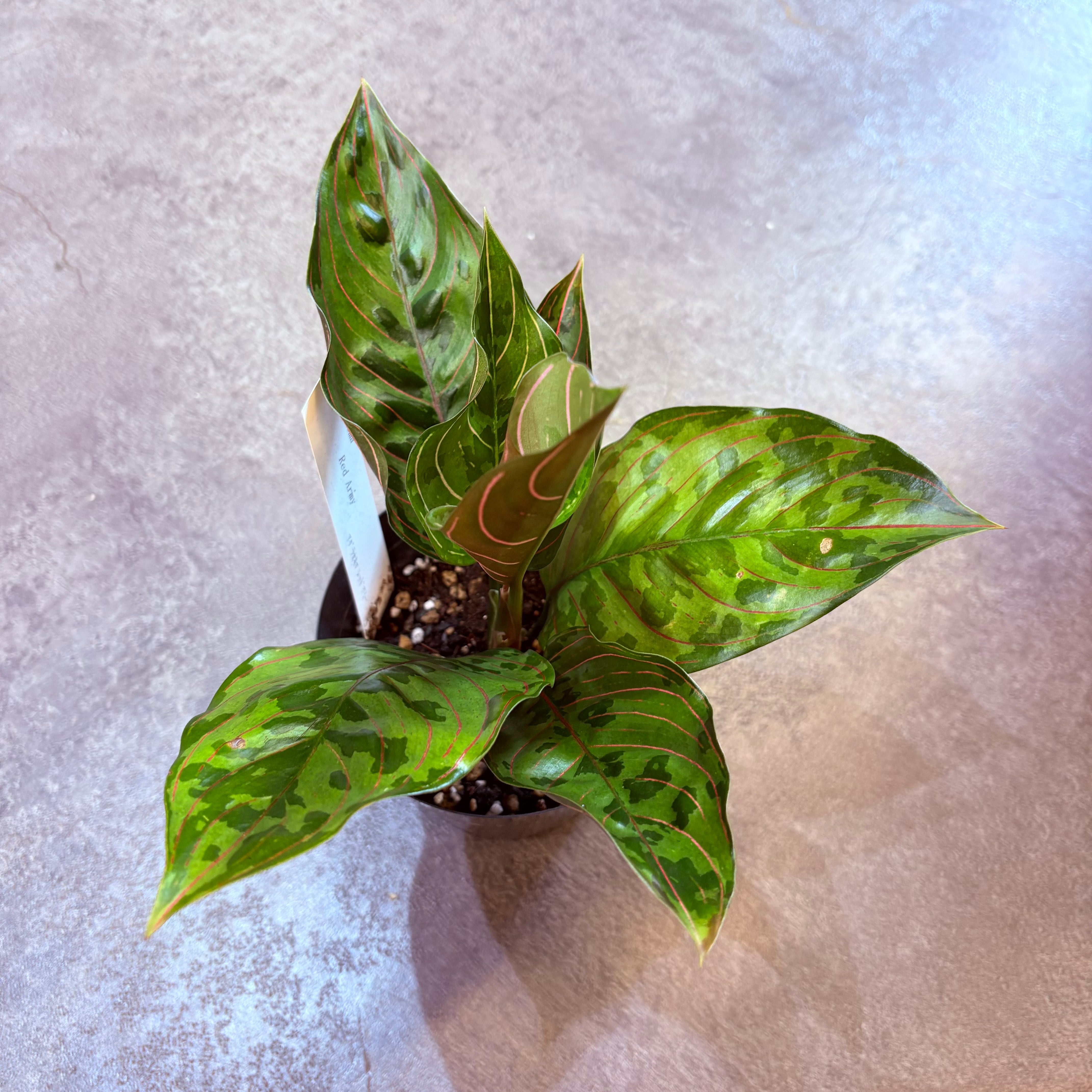 アグラオネマ レッドアーミー 4号 | Green Vibes 宇都宮市の観葉植物専門店