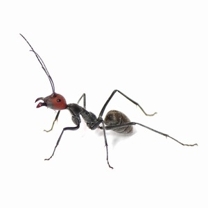 ズアカオオアリ｜女王｜コロニー｜Camponotus singularis