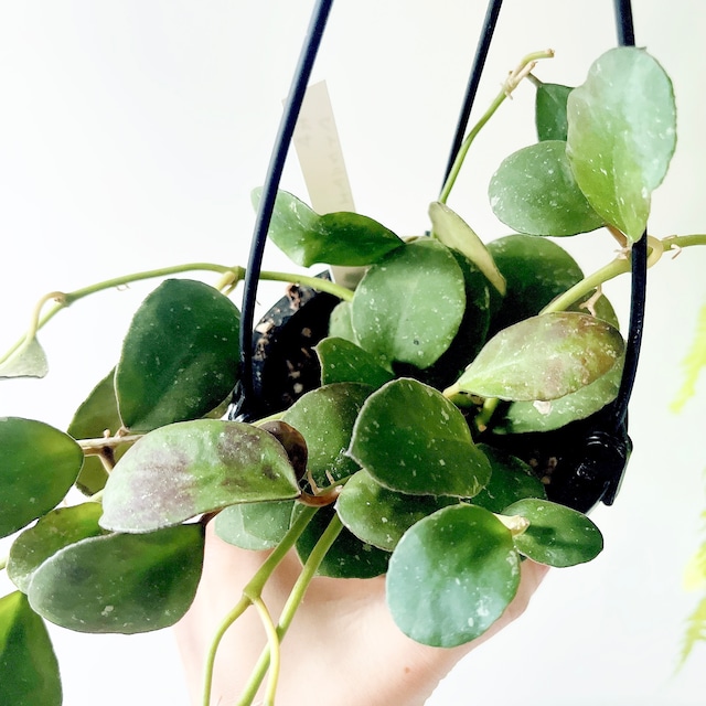 ホヤ ワイマニアエ｜丸葉が愛らしい一点もの 4号鉢｜calm cafeセレクト