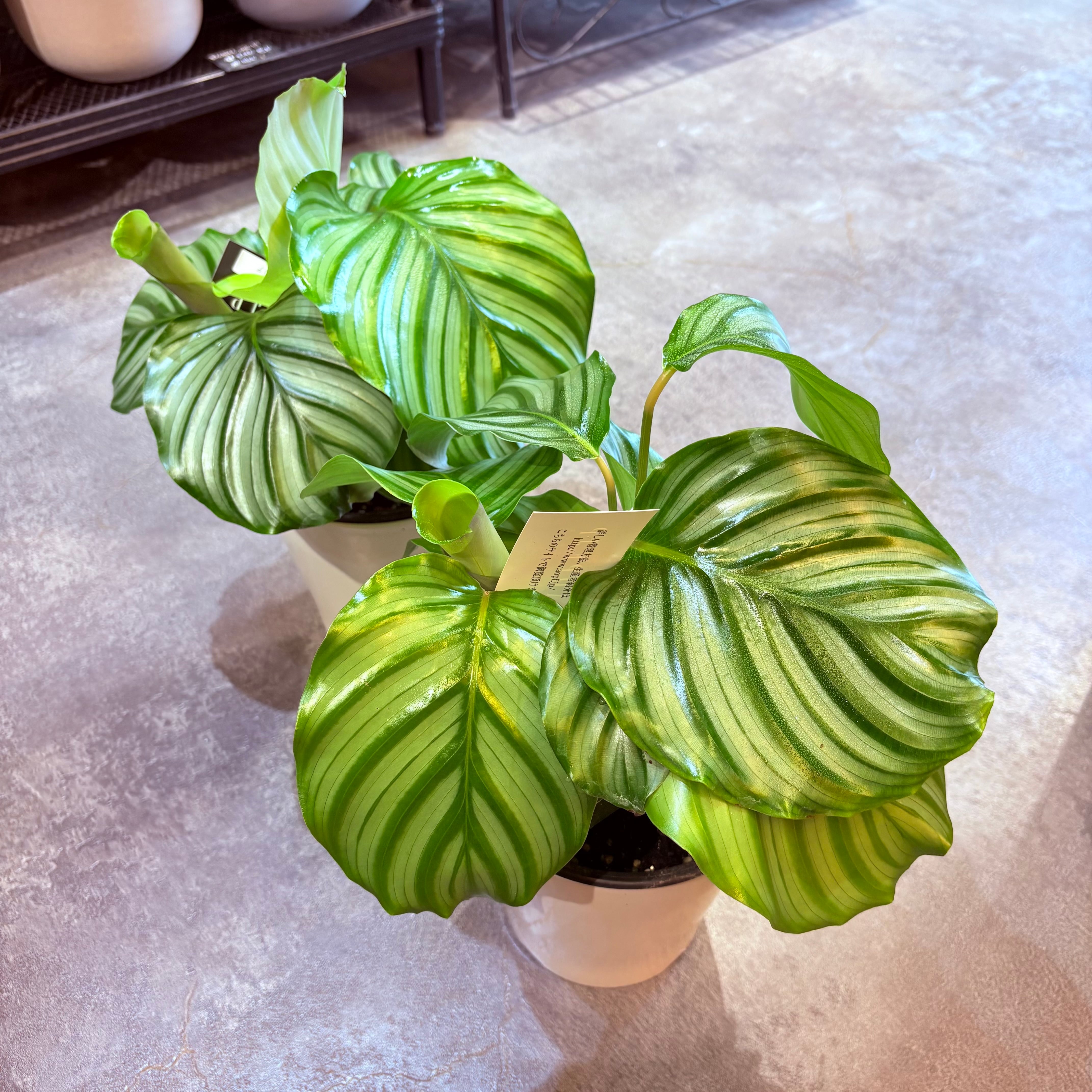 アロカシア ドラゴンスケールミントバリエガータ 4号 | Green Vibes