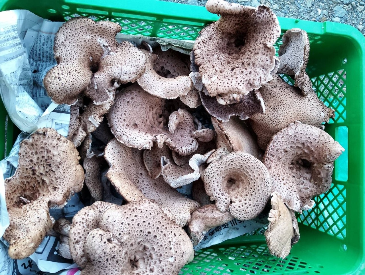 【秋茸の嬢王】香茸/コウタケ/ イノハナ/獅子茸/100g【天日乾燥】