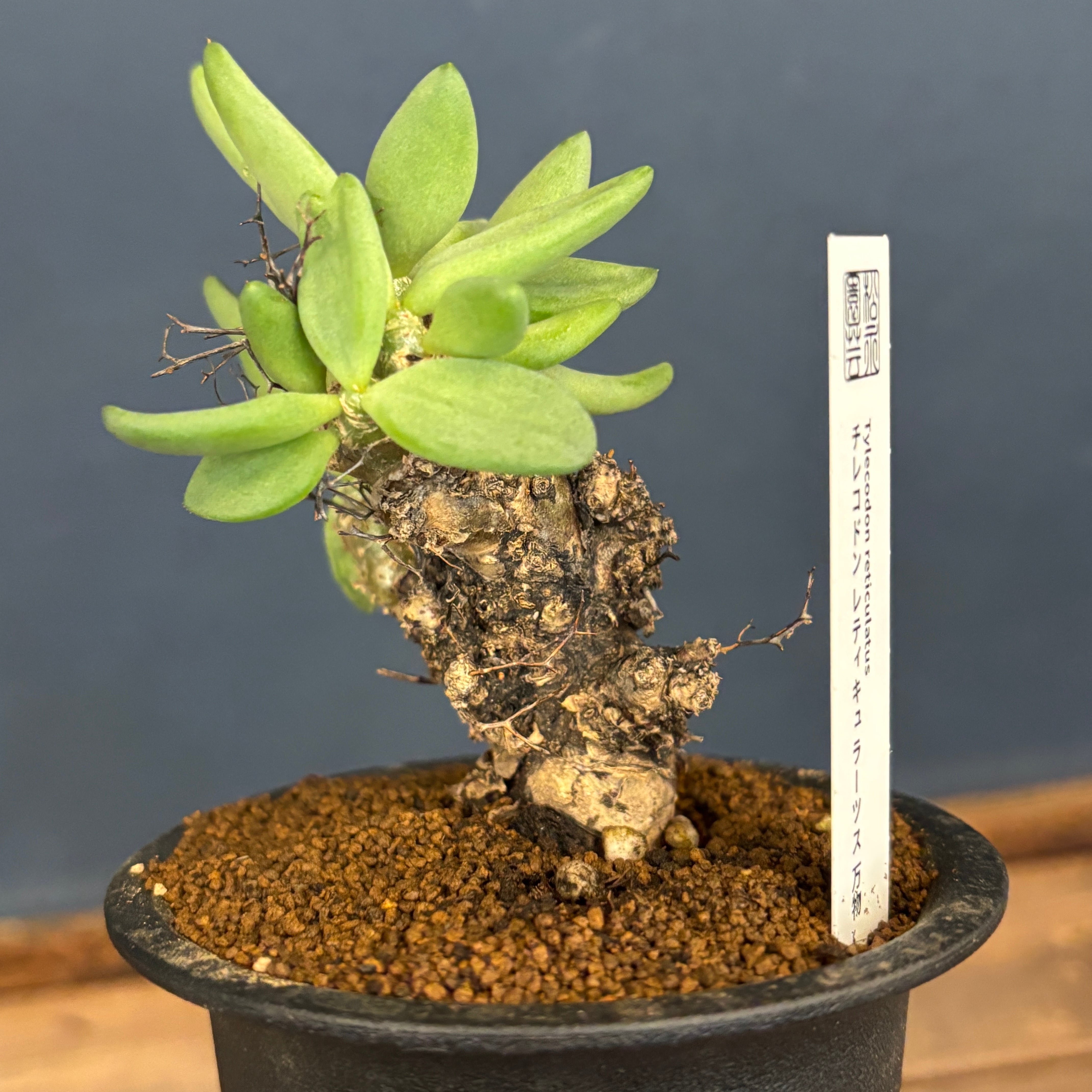 チレコドン レティキュラータス 万物想【902】 | PROTOLEAF プロトリーフ