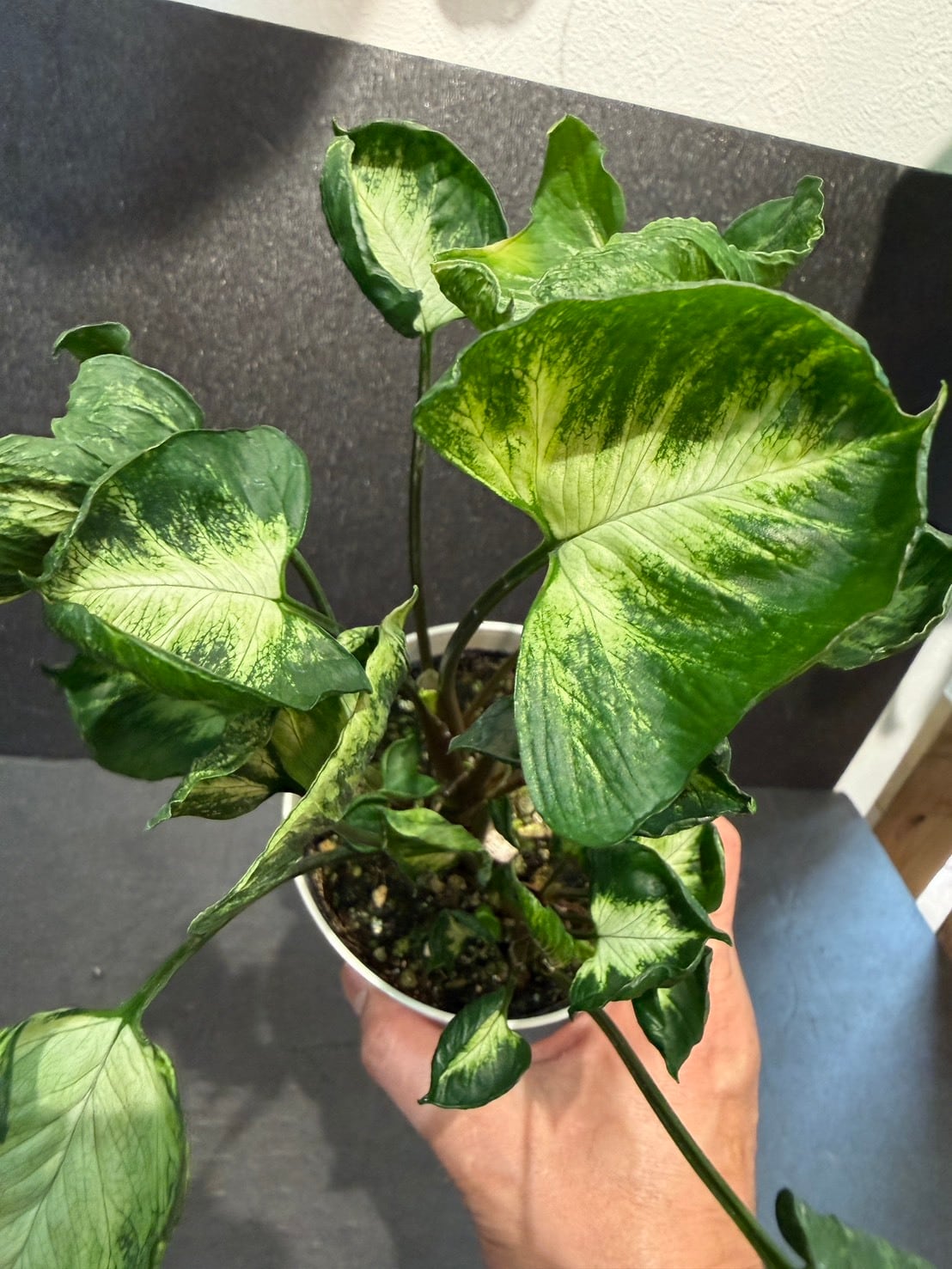 シンゴニウム・ゴジラ 4号 | 観葉植物と雑貨のお店 VIVAGREEN