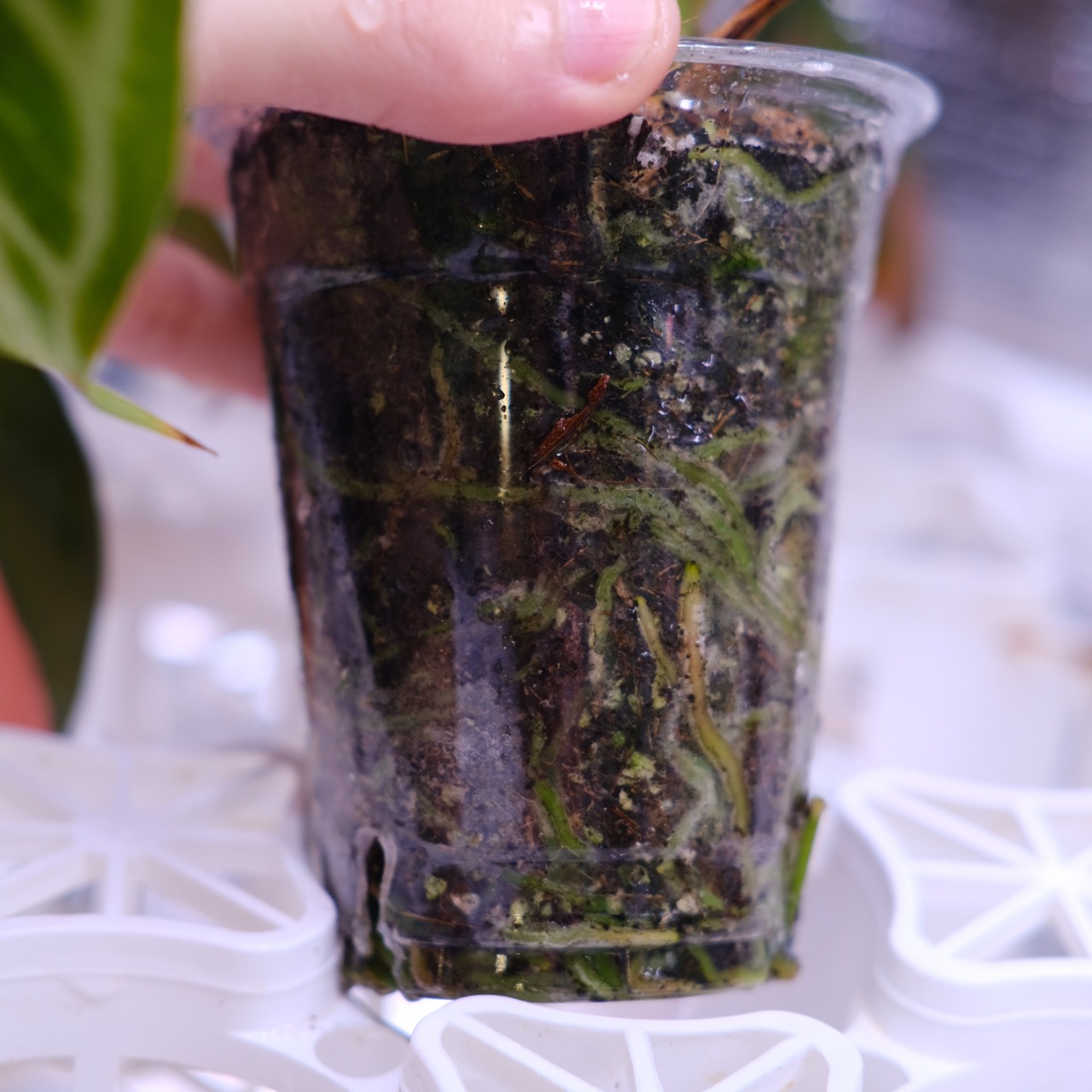 Red Crystallinum × Silver Blush│アンスリウム・レッド クリスタリナム × シルバーブッシュ④│観葉植物