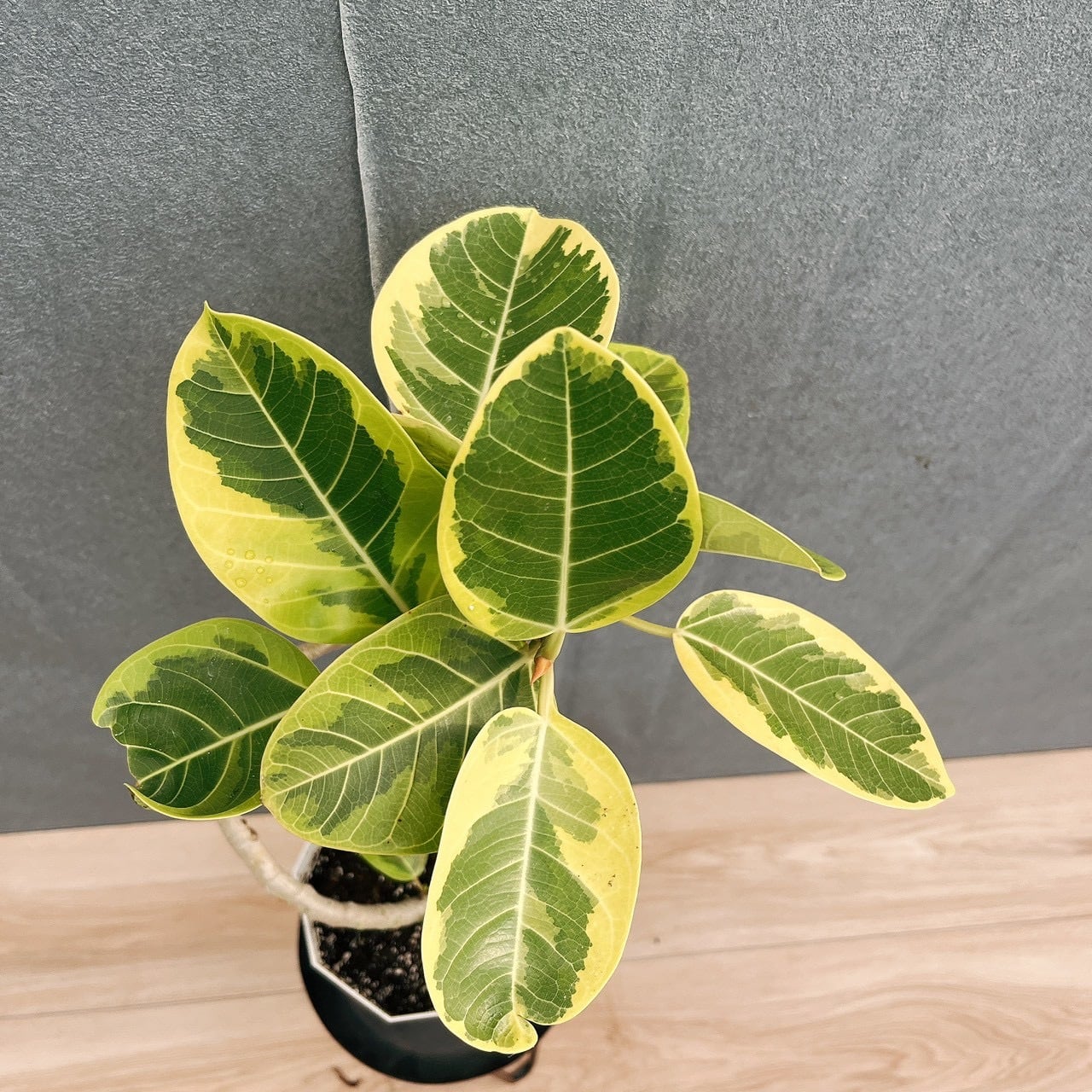 現品］♡かわいい♡ 19番 フィカス アルテシマ 5号 観葉植物 室内