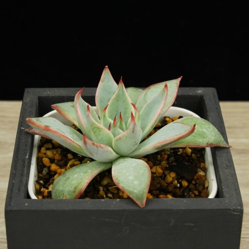 クスピダータサンロベルト×ストリクティフローラノバ（実生）01