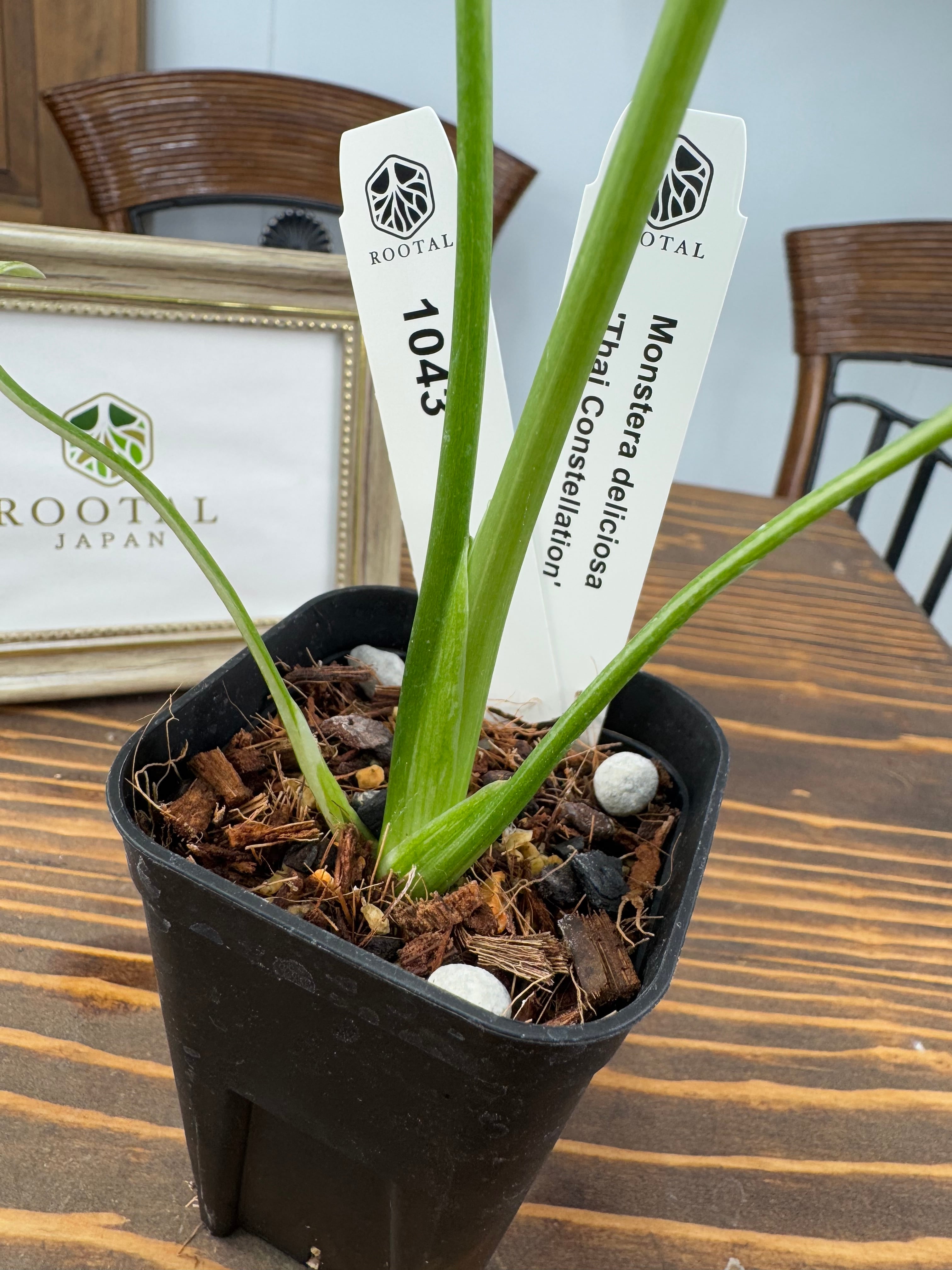 ラ*ん様 モンステラ　デリシオーサ　タイコンステレーション　極斑　美斑　ハイグレ 選抜株/2号サイズ】モンステラ・デリシオーサ 'タイコンステ