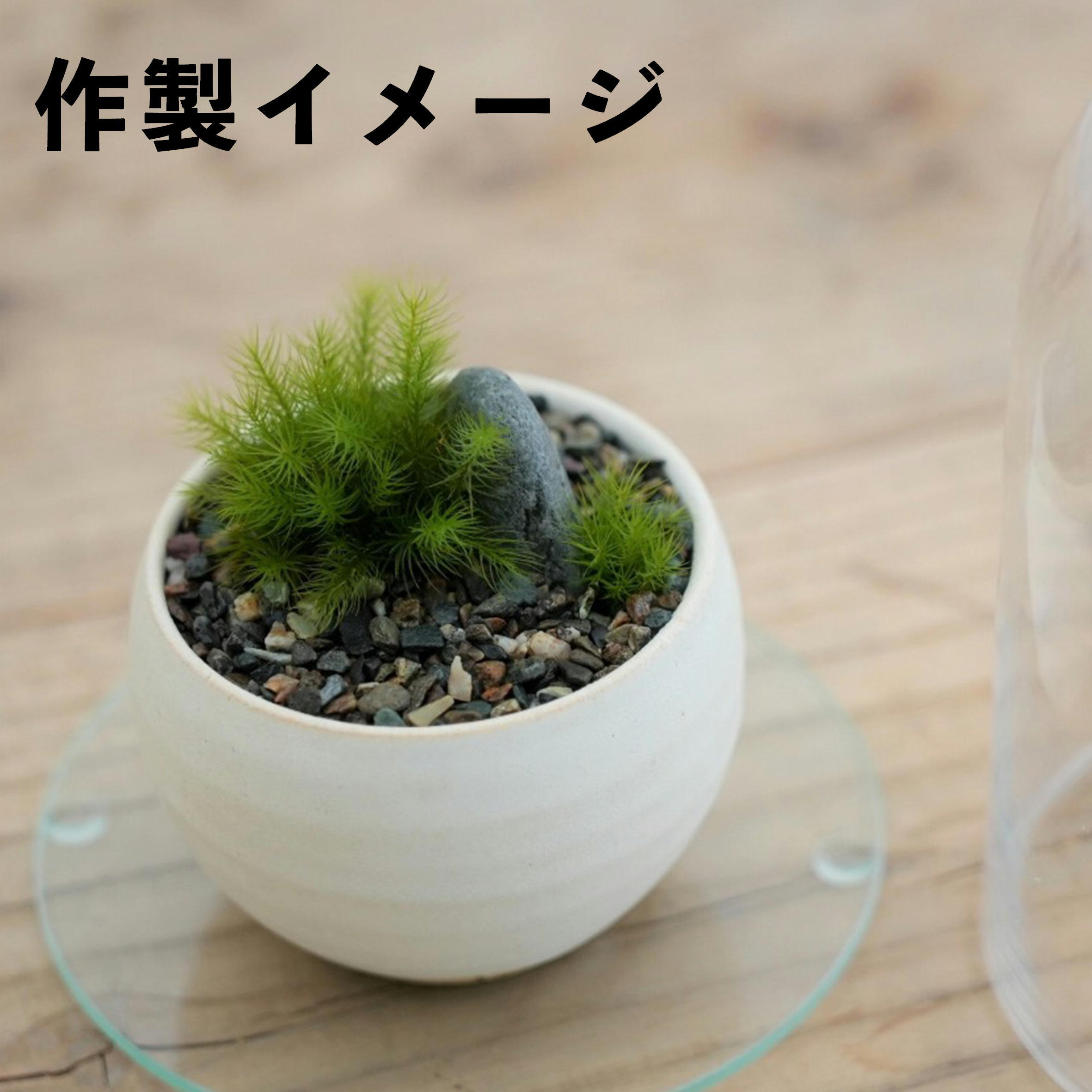 道草オリジナル】苔盆栽用信楽焼の植木鉢◇選べる2色 | 苔テラリウム