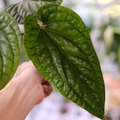 アンスリウム シリ / Anthurium Siri②(A.radicans×A.dressieri)