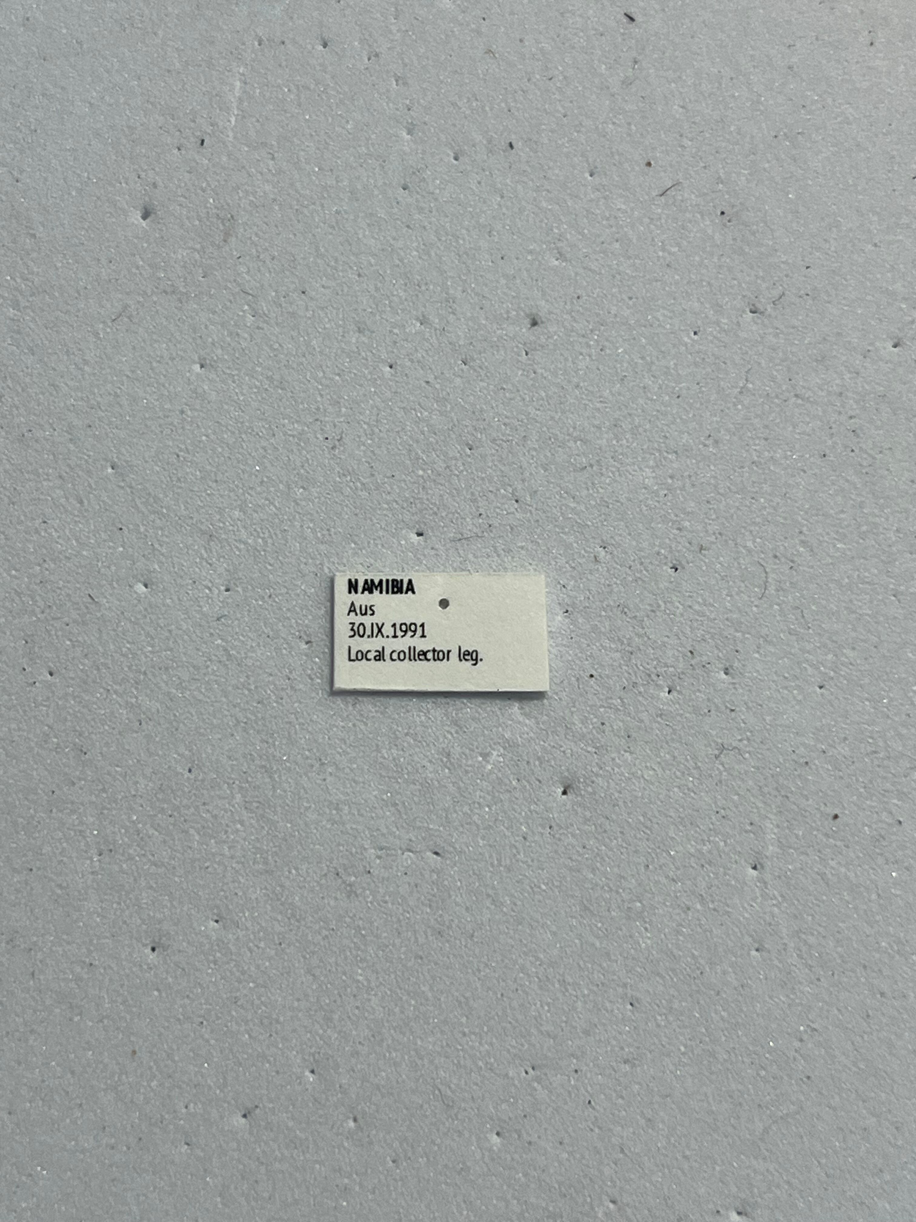 24mm♂】クモガタタマオシコガネに酷似のPachysoma schinzi 糞虫