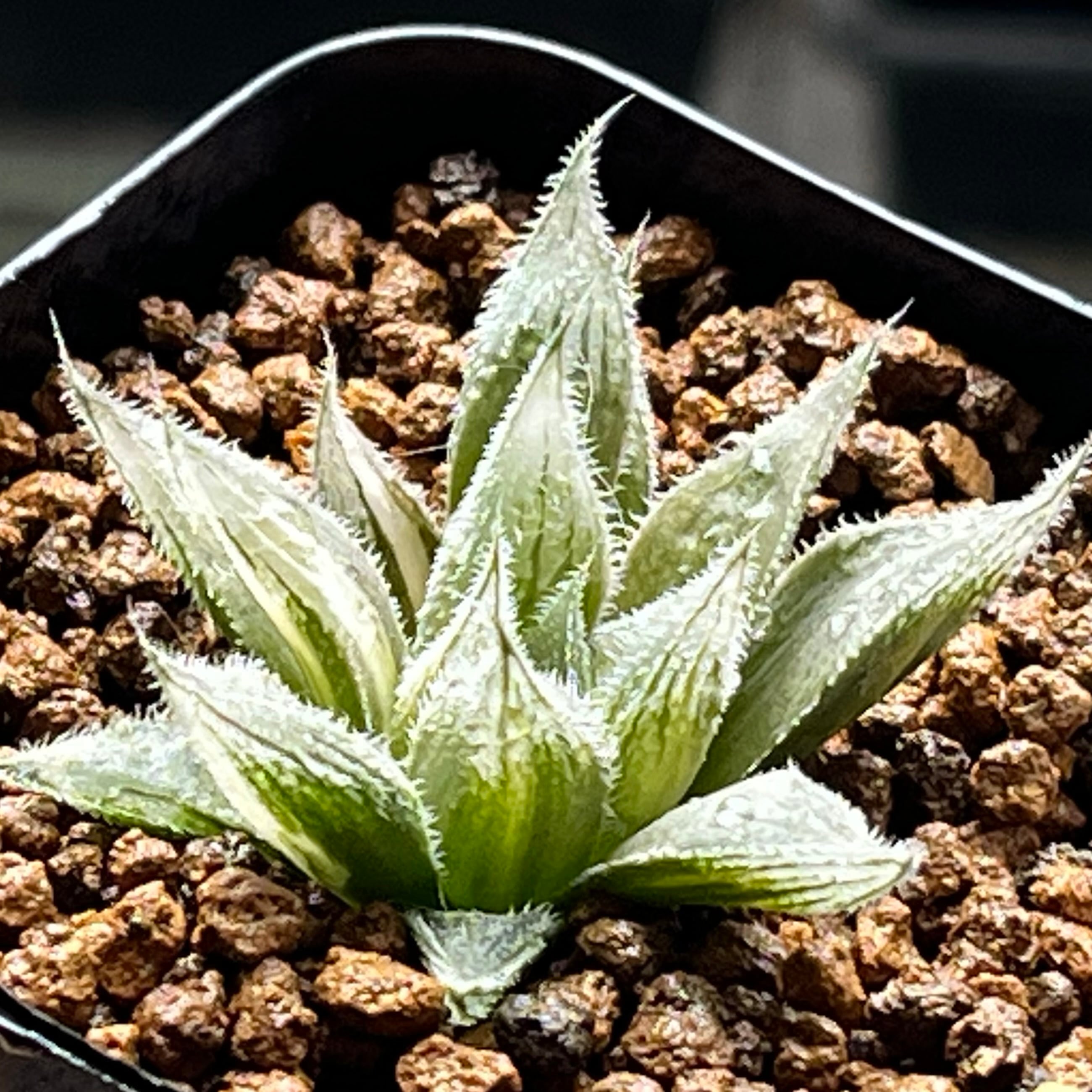 mocono_plants