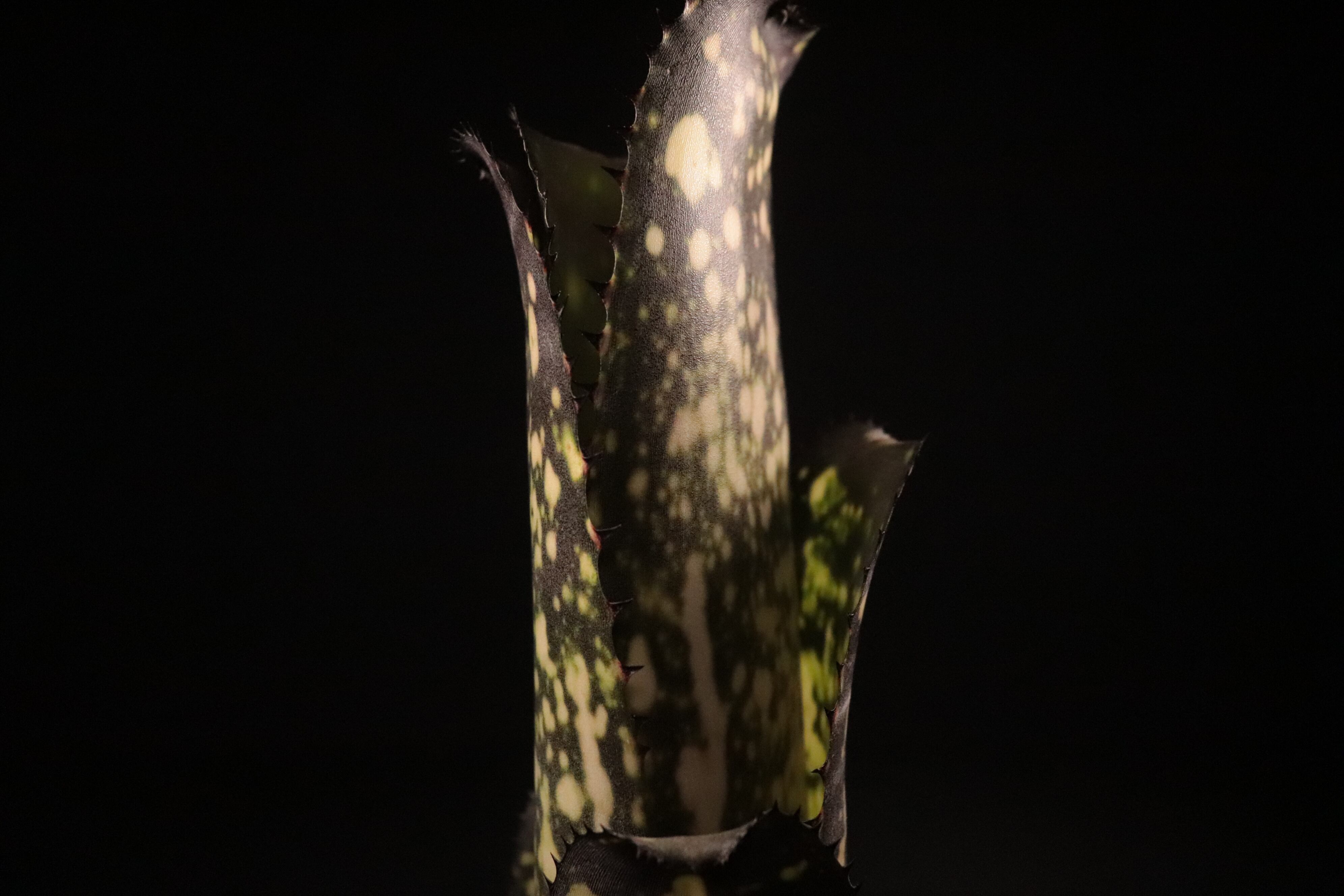 ブロメリア・エアープランツ Billbergia Merrie Monarch ビルベルギア メリーモナーク | GREEN LUCK