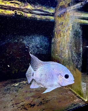 ヴィエジャ・アルゲンティア