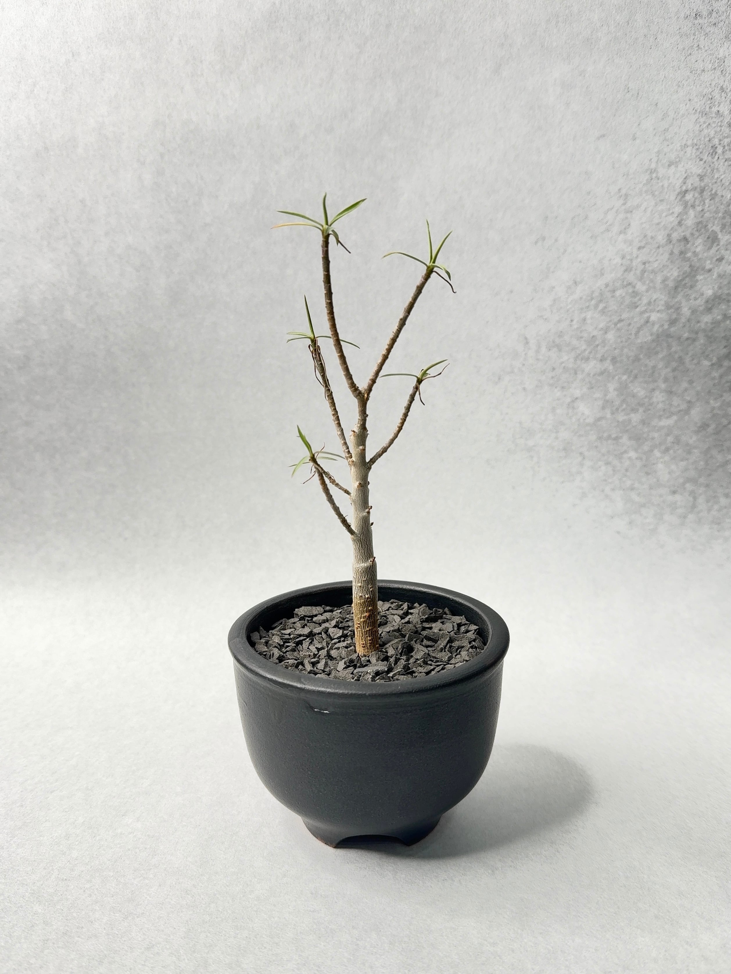 ユーフォルビア・バルサミフェラ | trigger