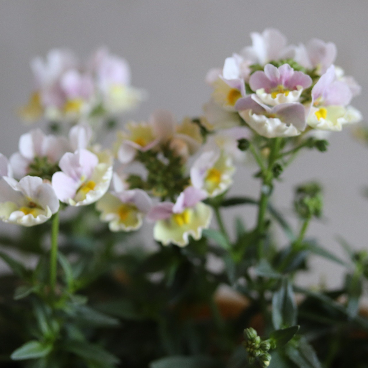 ネメシア　ピンクレモネード　花期が長い　宿根草　冬から春まで咲く　寄せ植えにオススメ　四季咲き