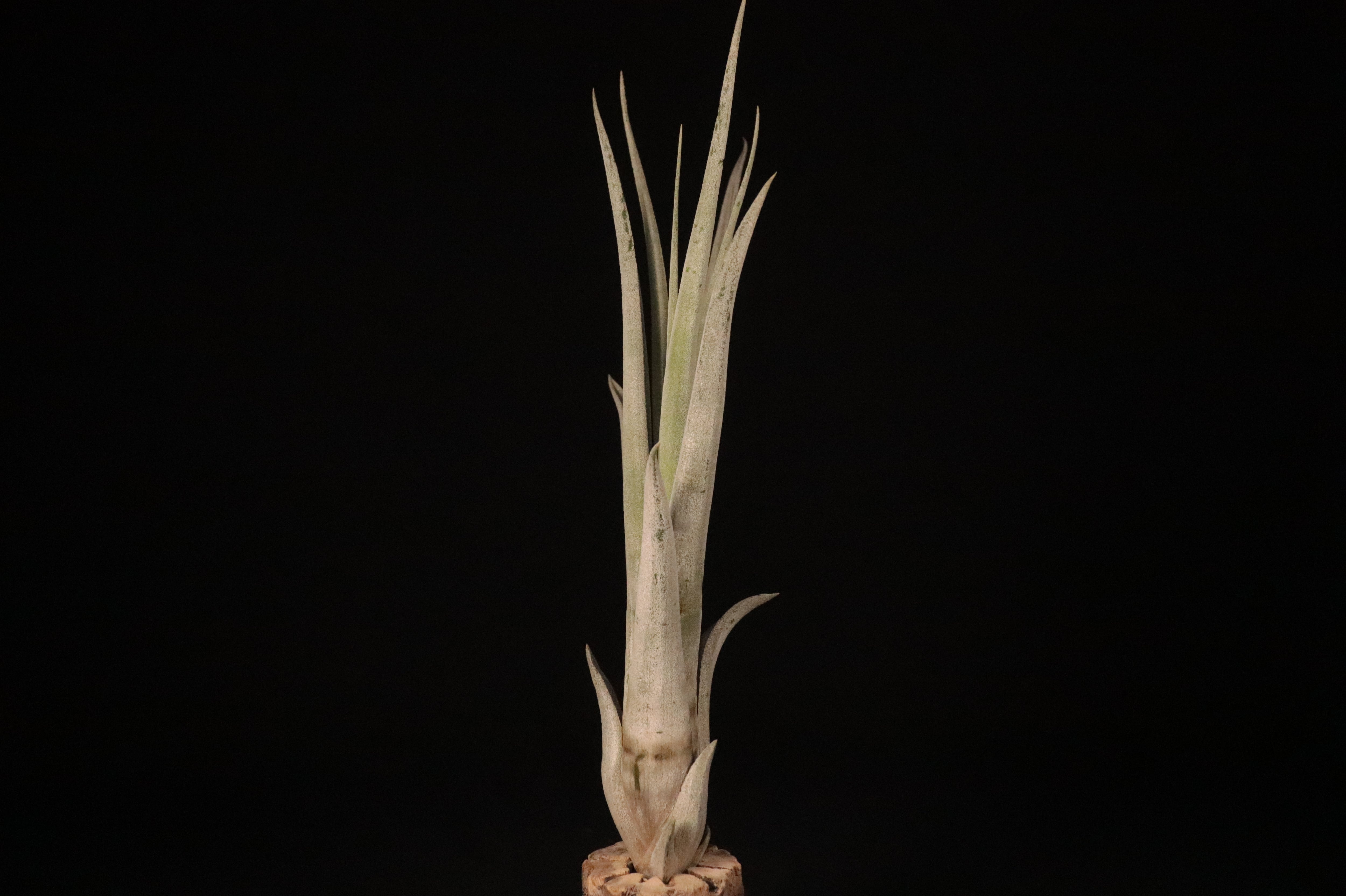 reserved】'Fantasy' × 'Bea Correale'〔エアプランツ〕現品発送T3792