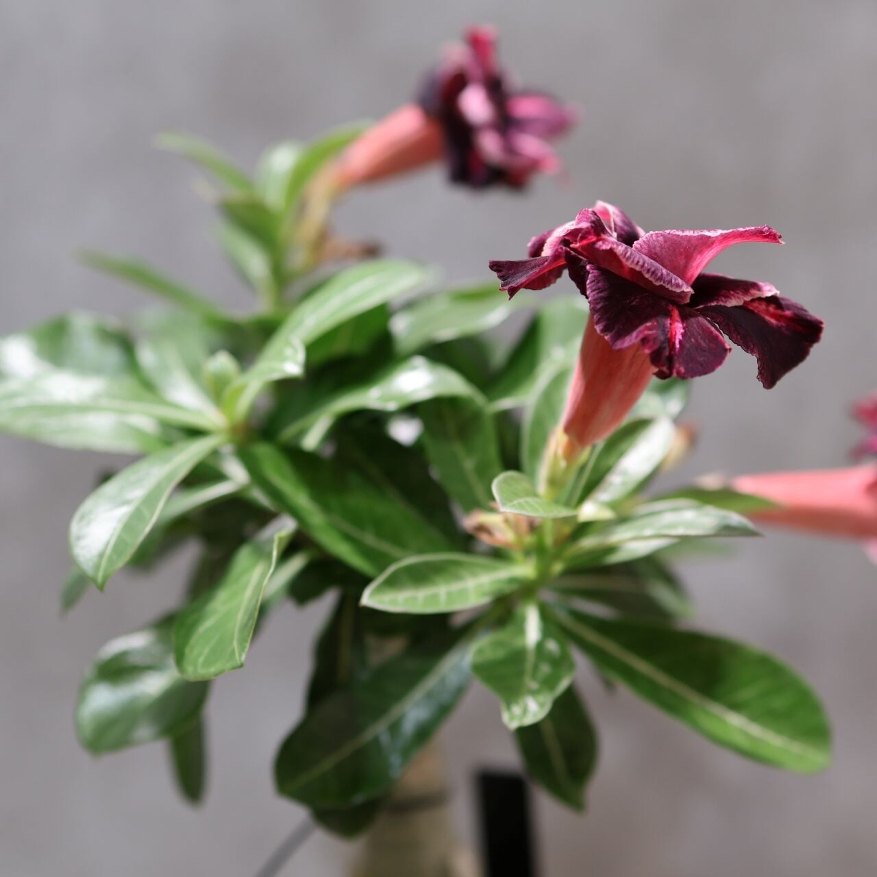 318 その花に目を奪われる『アデニウム KN185』観葉植物 【送料無料
