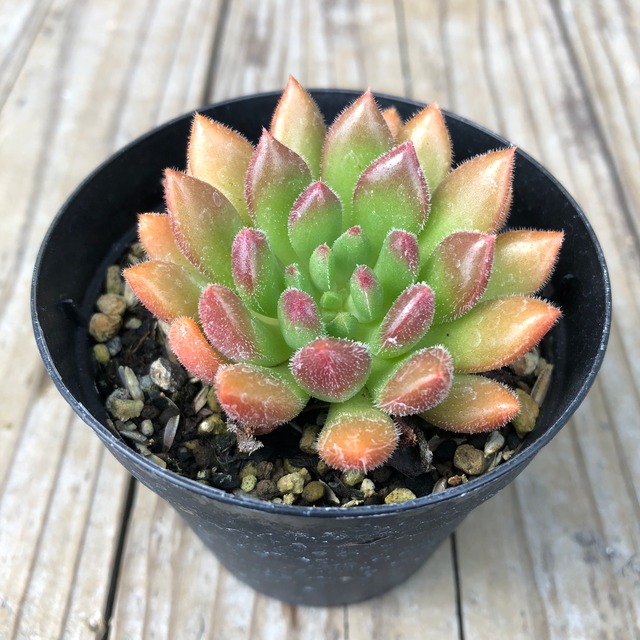 ファンタジアキャロル Echeveria 'Fantasia Carol'