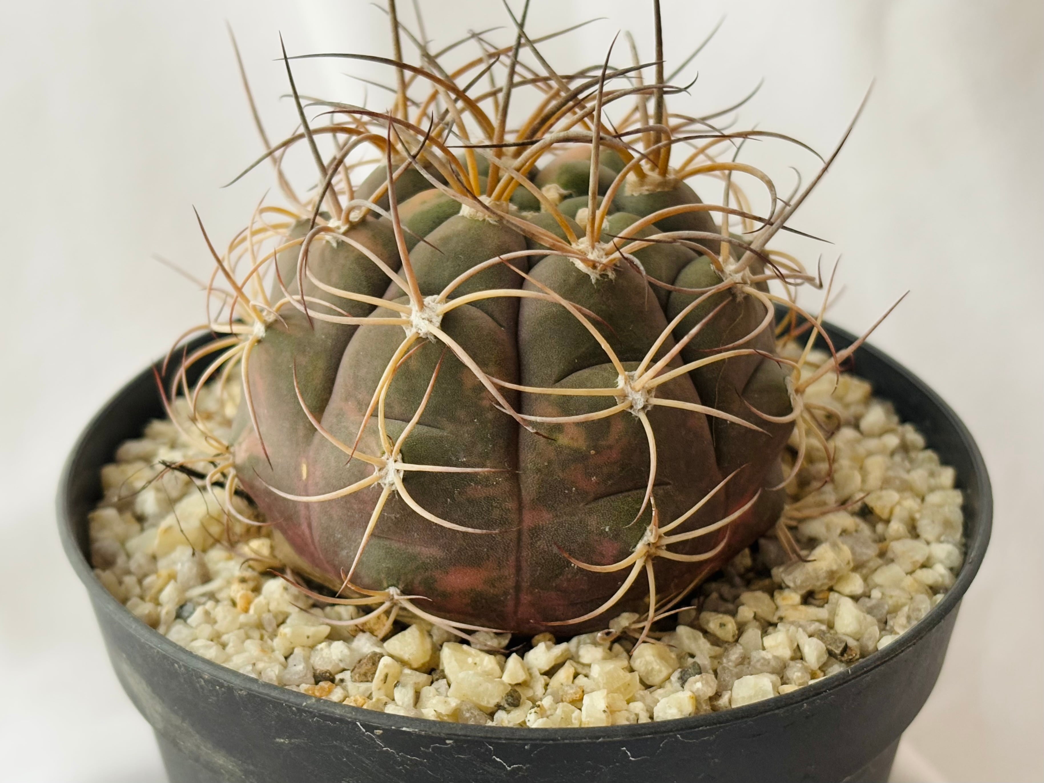 Gymnocalycium pflanzii v. albipulpa ギムノカリキウム 尾形丸錦