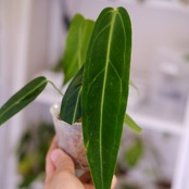 アンスリウム ワロクアーナム / Anthurium Warocqueanum㉔ / 観葉植物<育て方・花言葉>