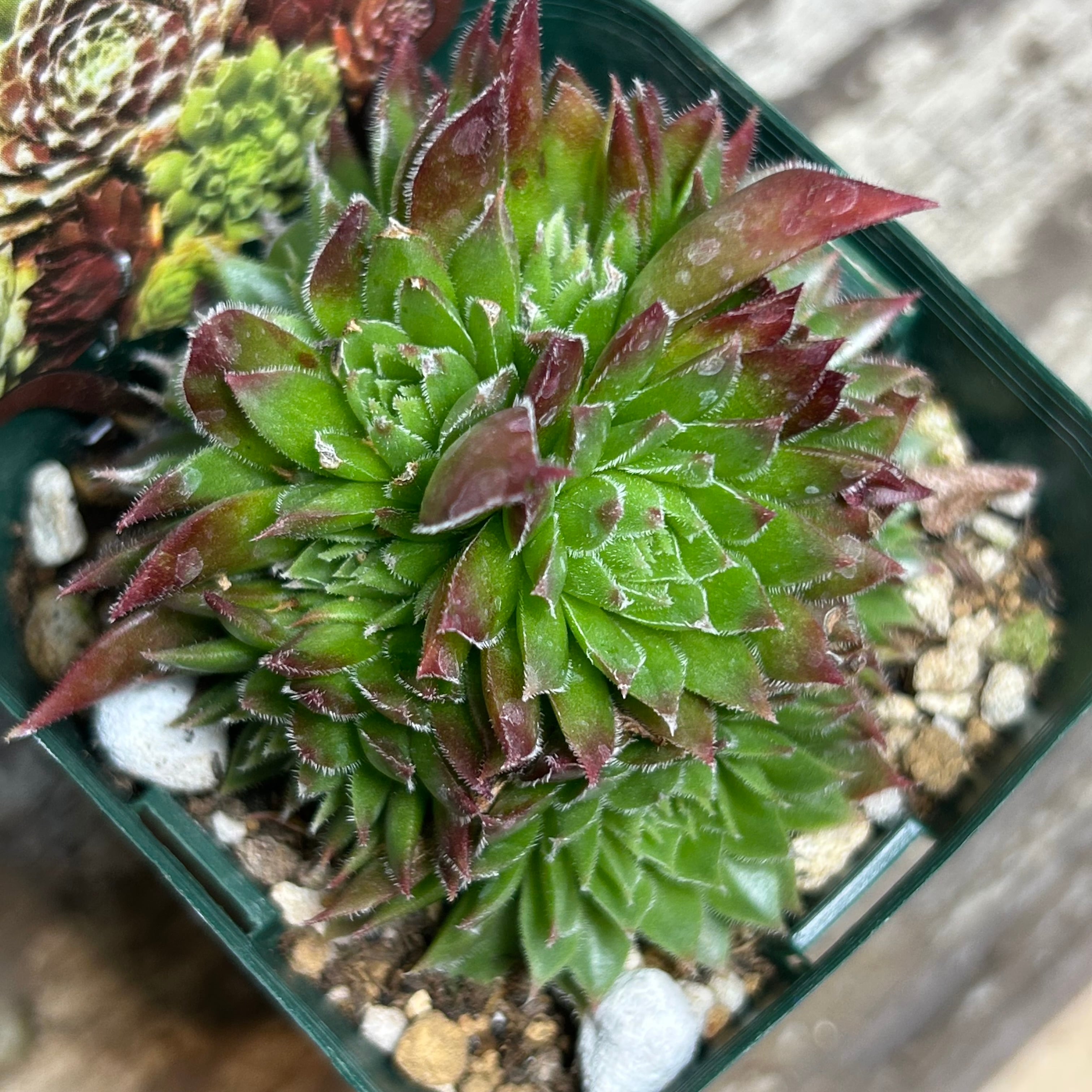 オレンジペコ センペルビウム | RuPo 多肉植物専門店
