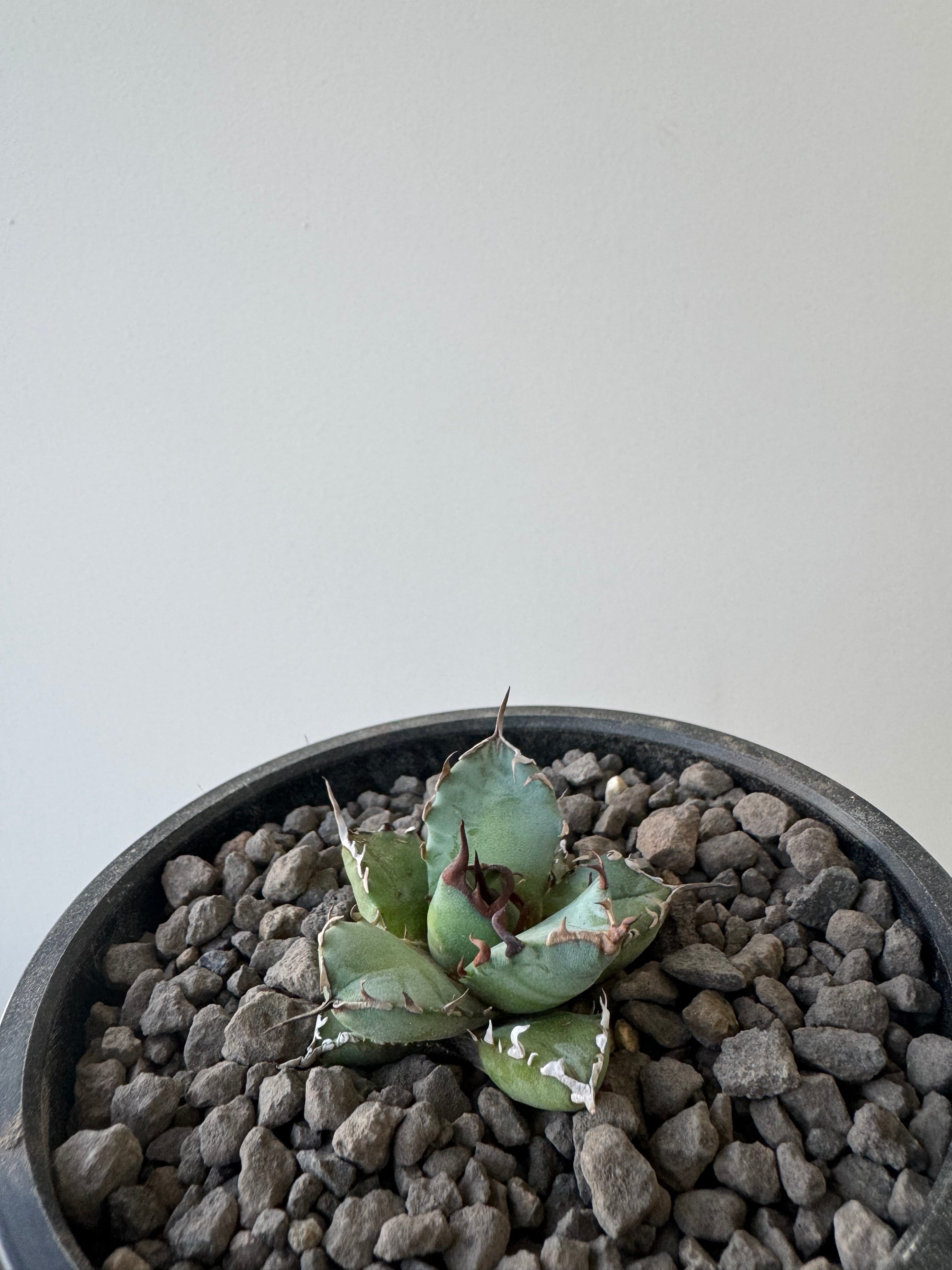 【新着】Agave titanota【ムチムチ 極小スタンダード】アガべ チタノタ 農大